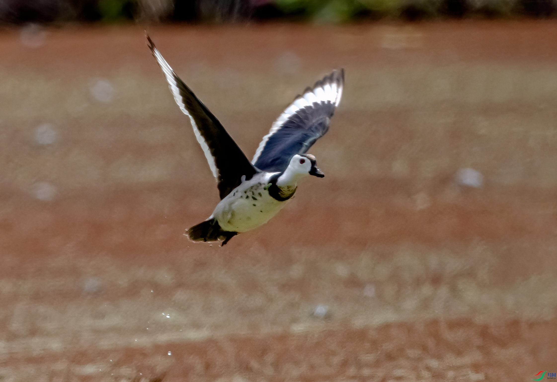 DSC_6534-11.jpg