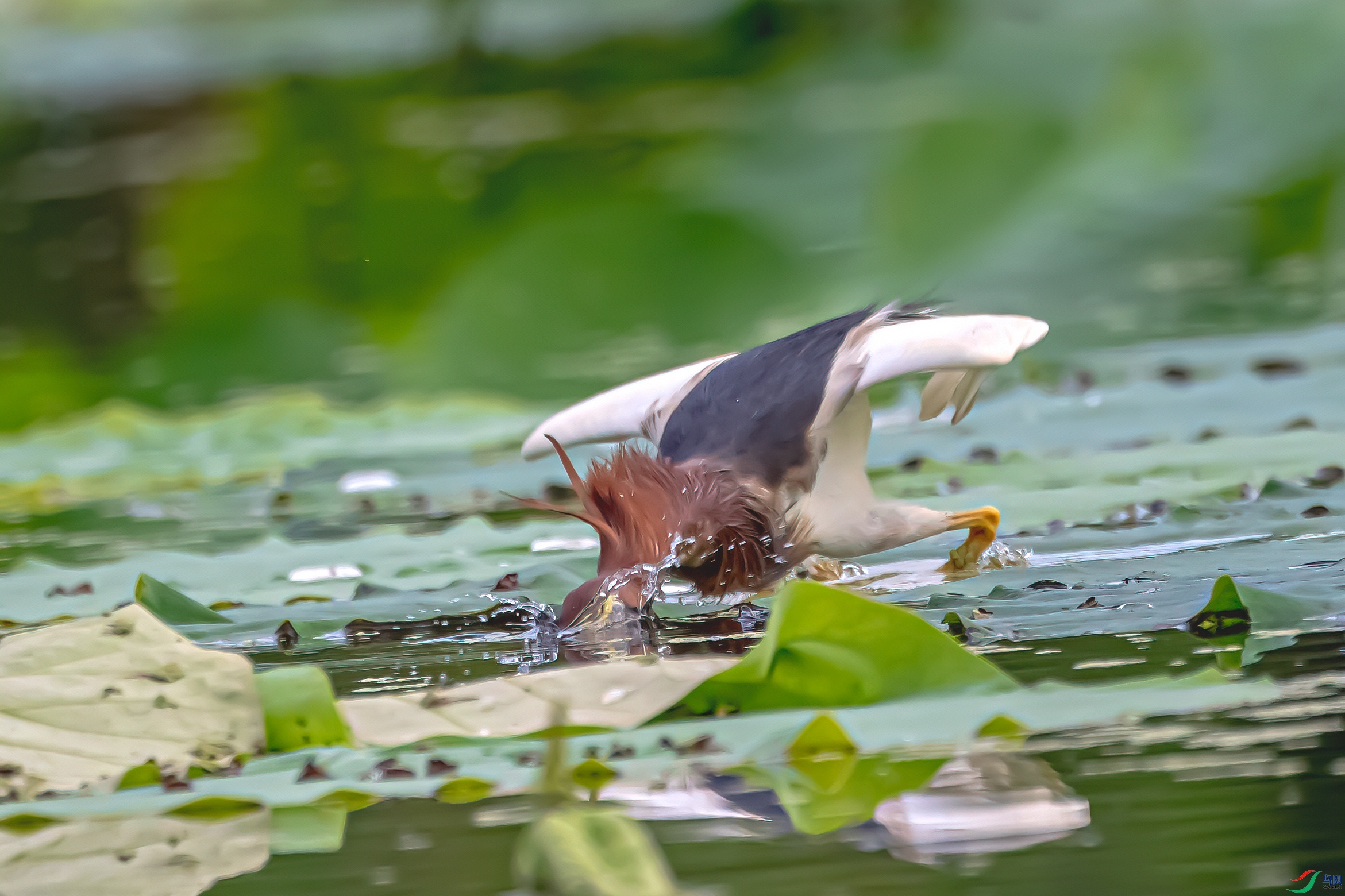DSC_7405-11.jpg