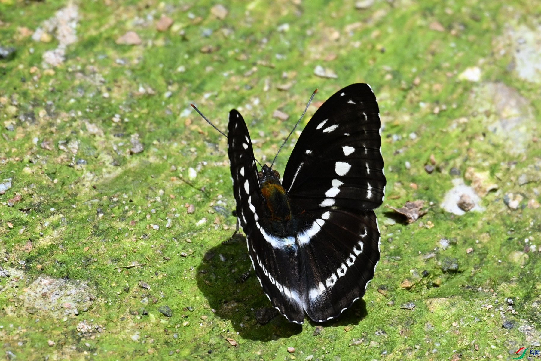 DSC_2326.JPG