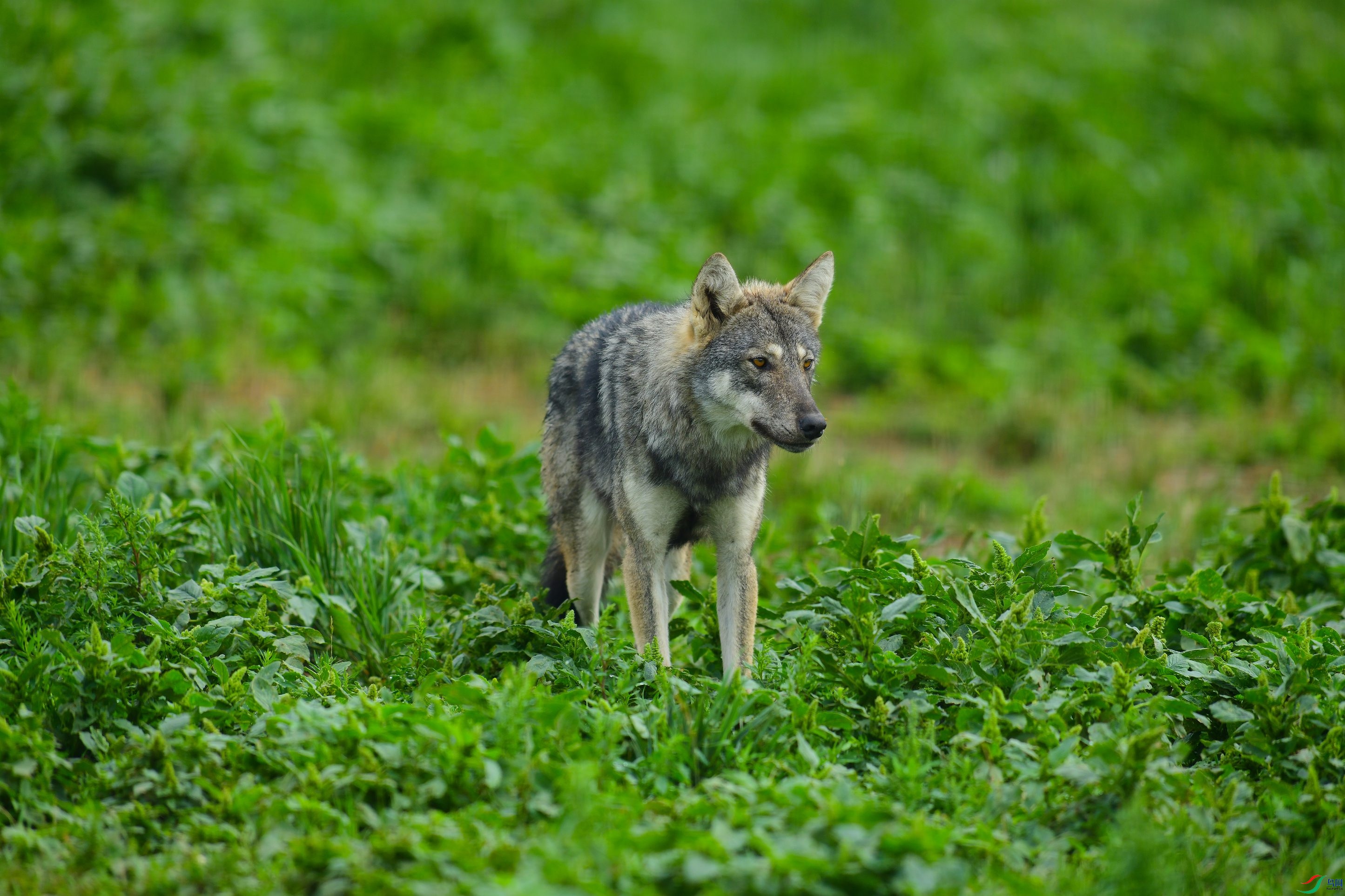 DSC_1811.JPG