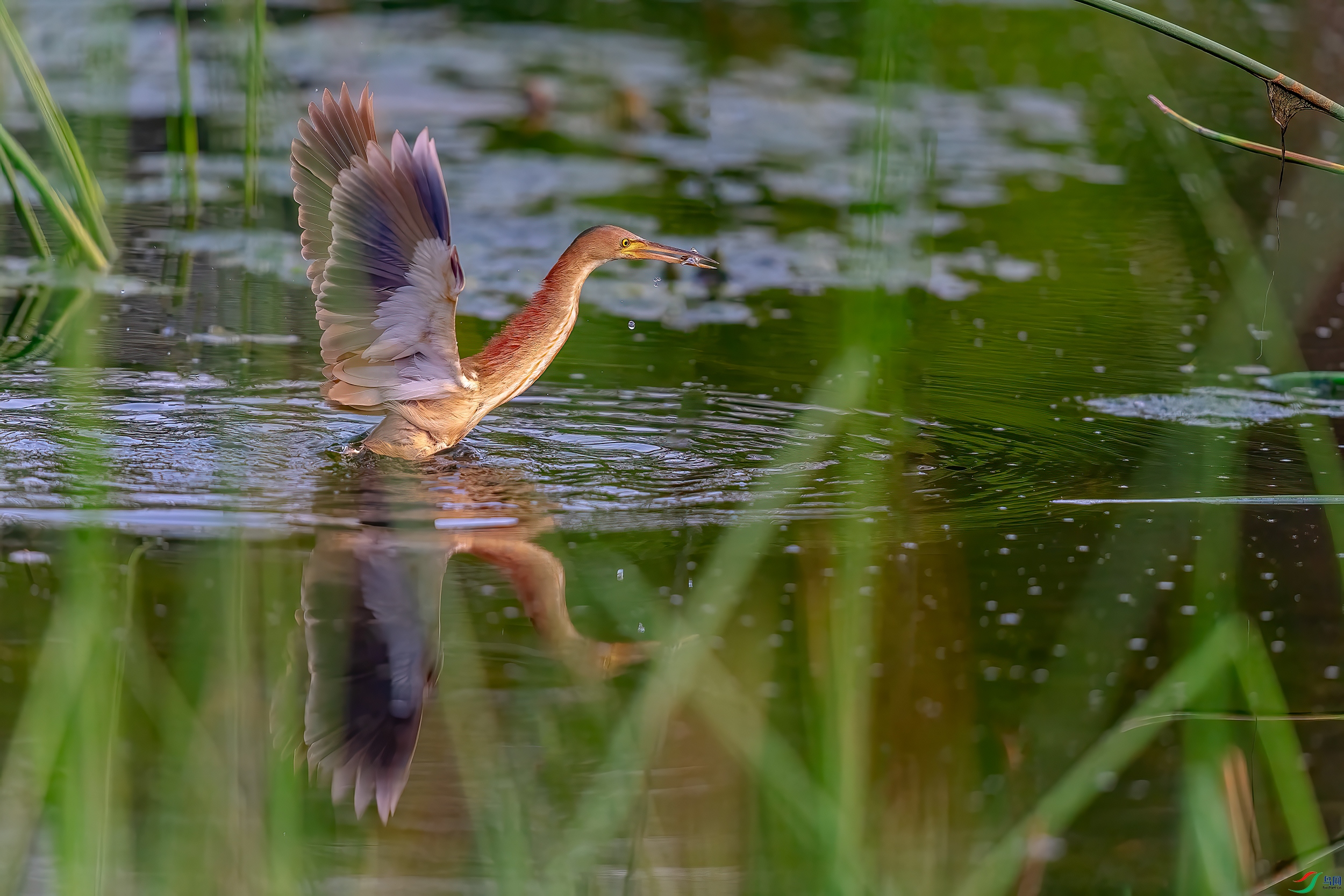 DSC_8672AB.jpg