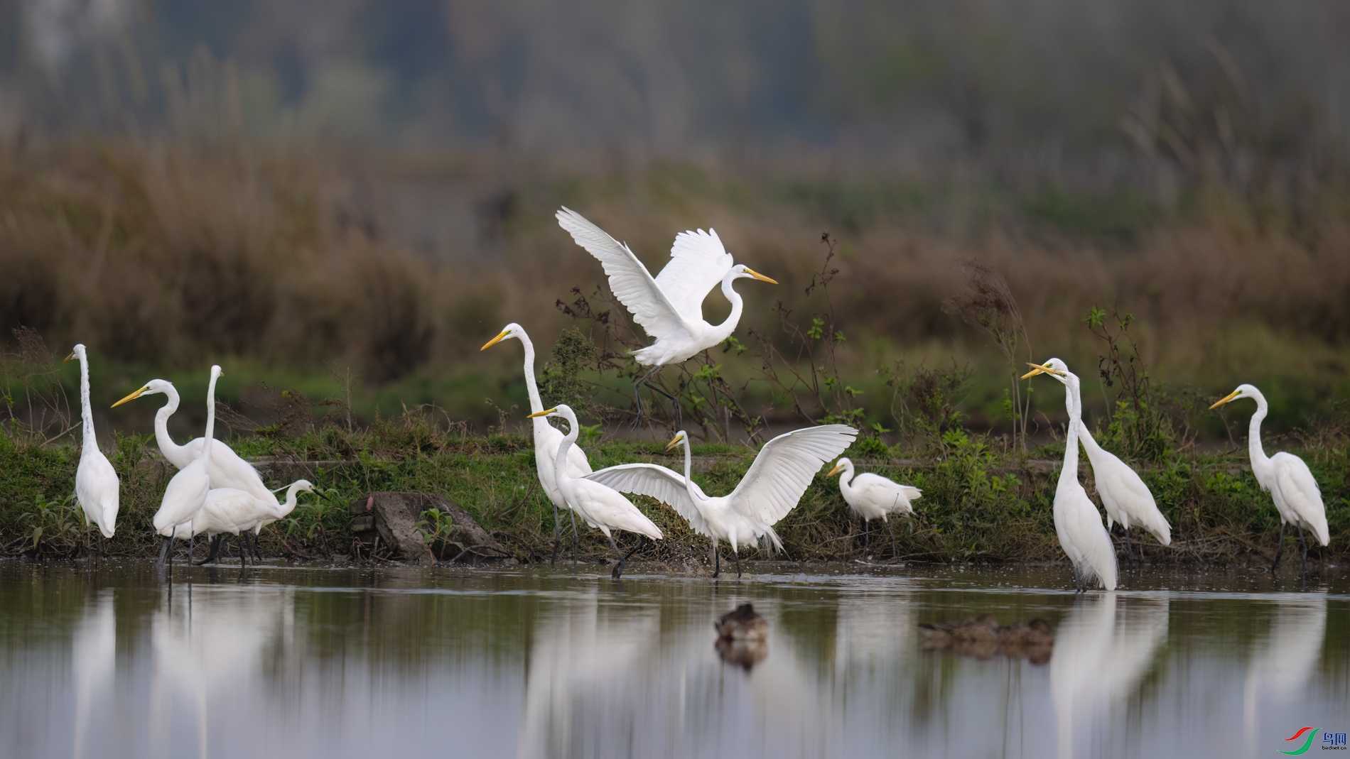 DSC_7959sen2026-2-20-18-�༭.jpg