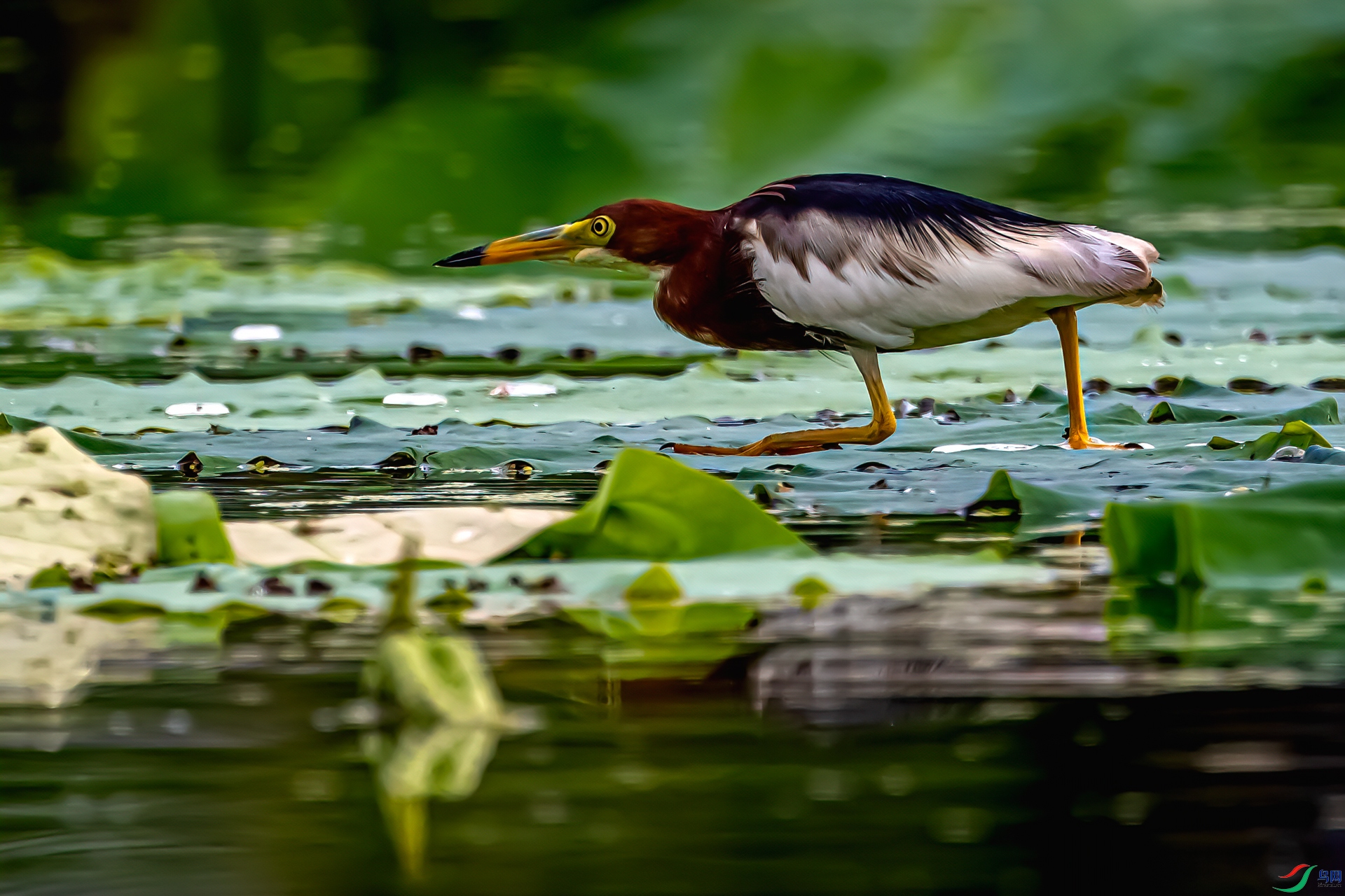 DSC_7364-11.jpg