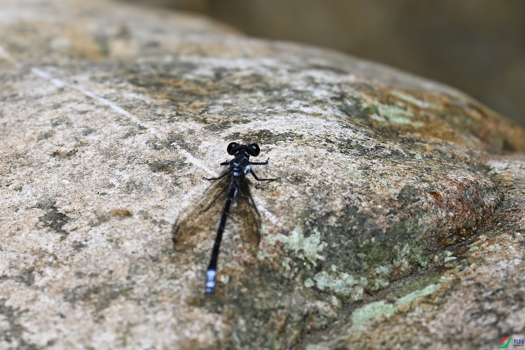 DSC_2264.JPG