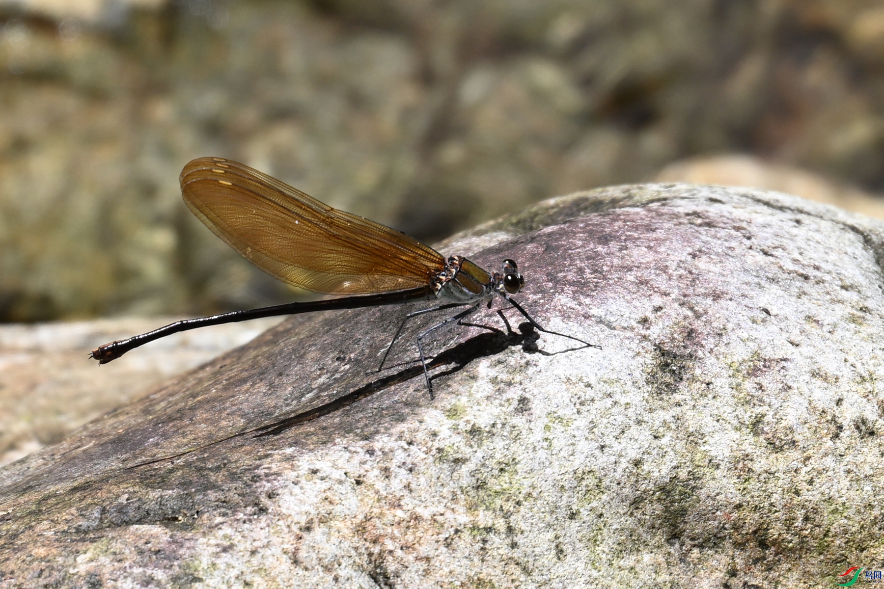 DSC_2309.JPG
