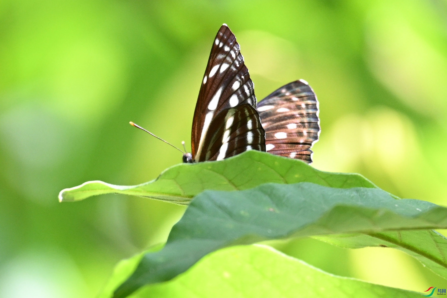DSC_2217.JPG