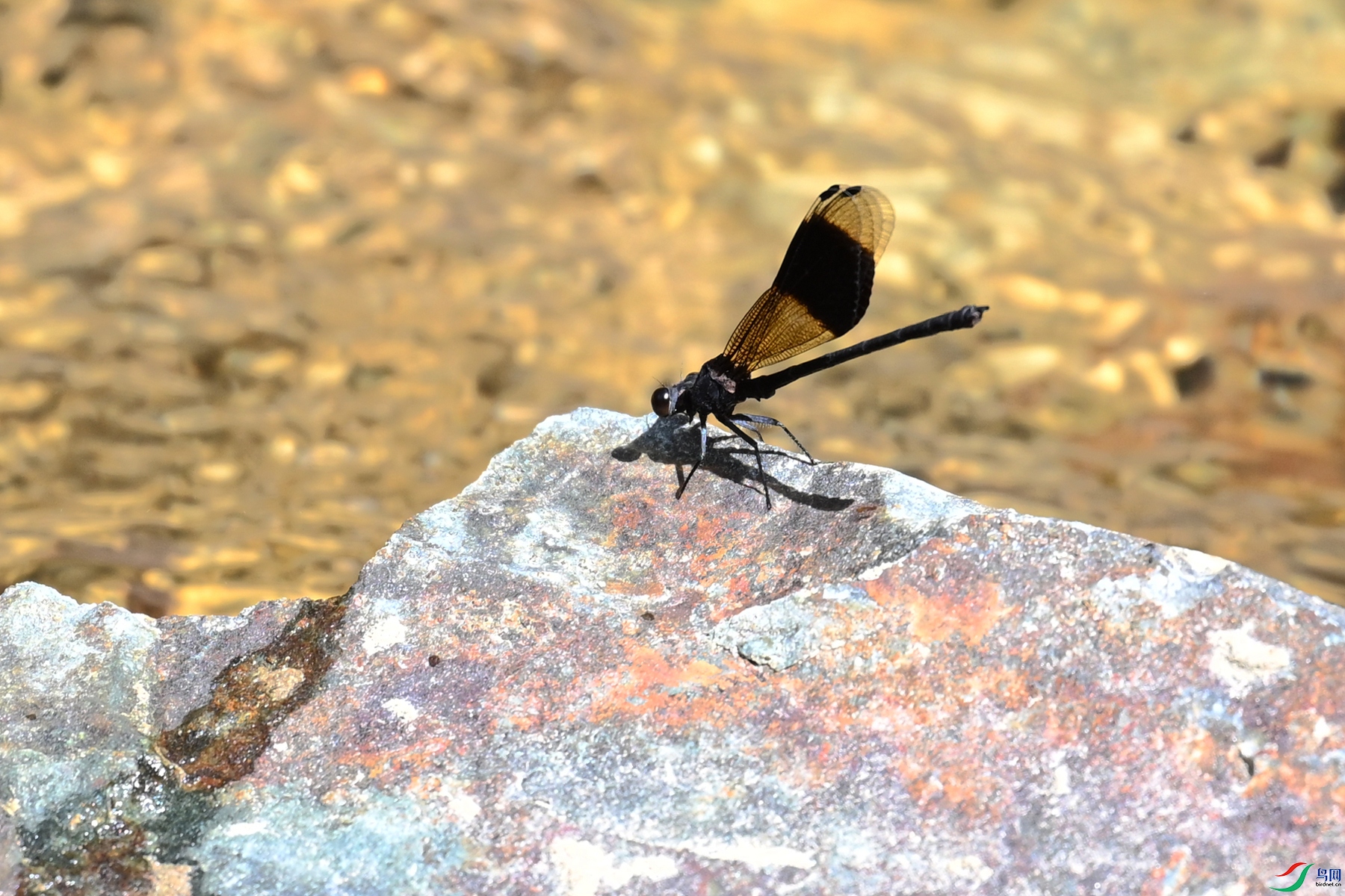 DSC_2229.JPG