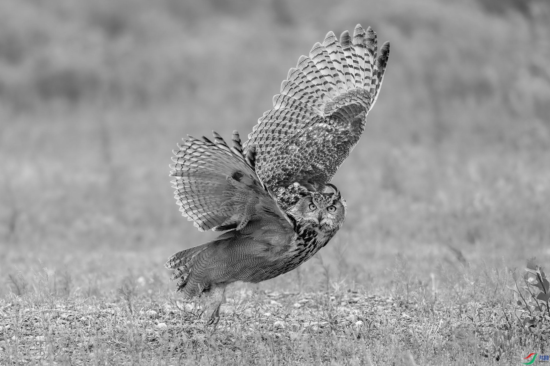 0_DSC1426-topaz-rawdenoise00.jpg