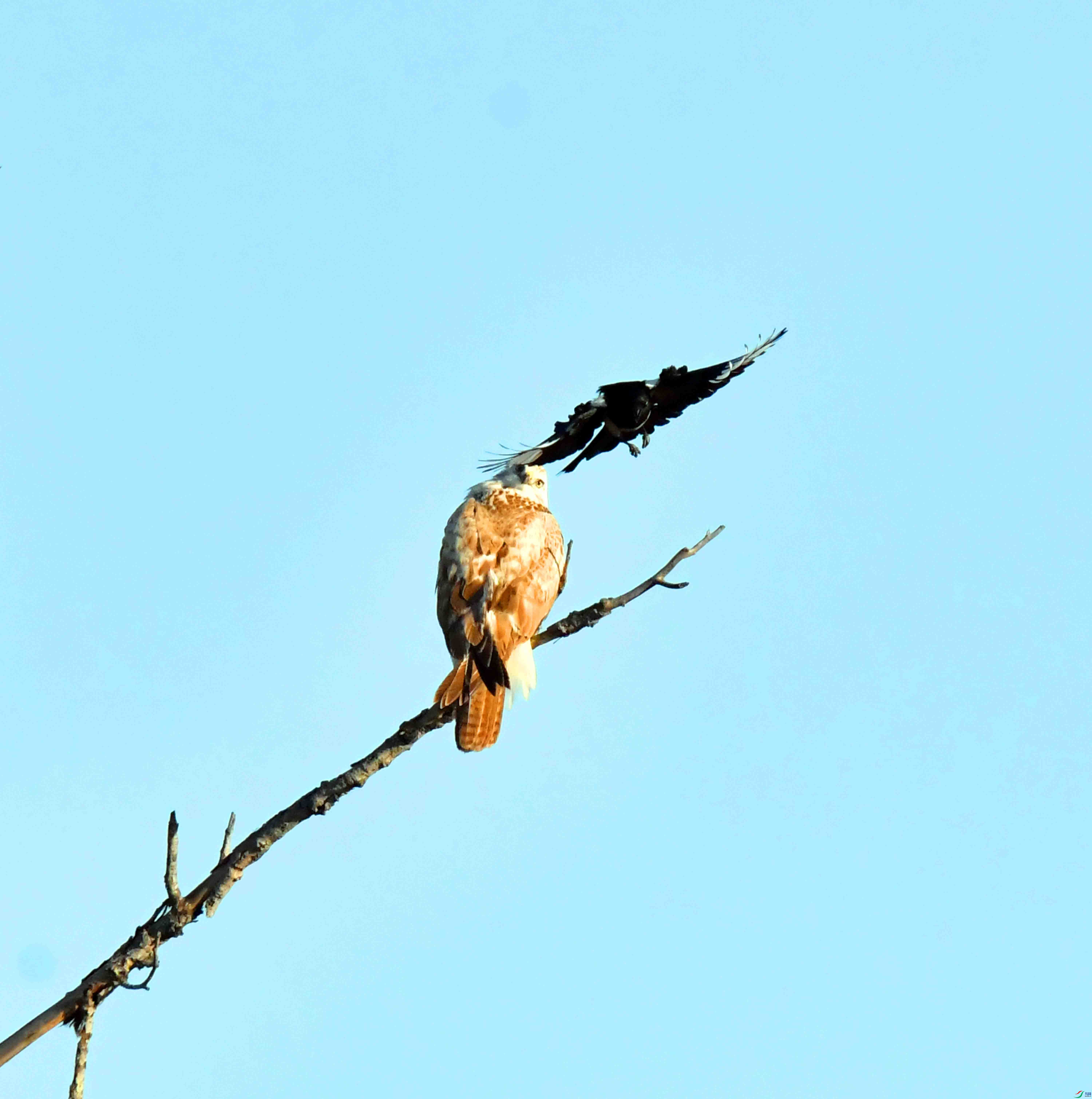 DSC_0442.JPG