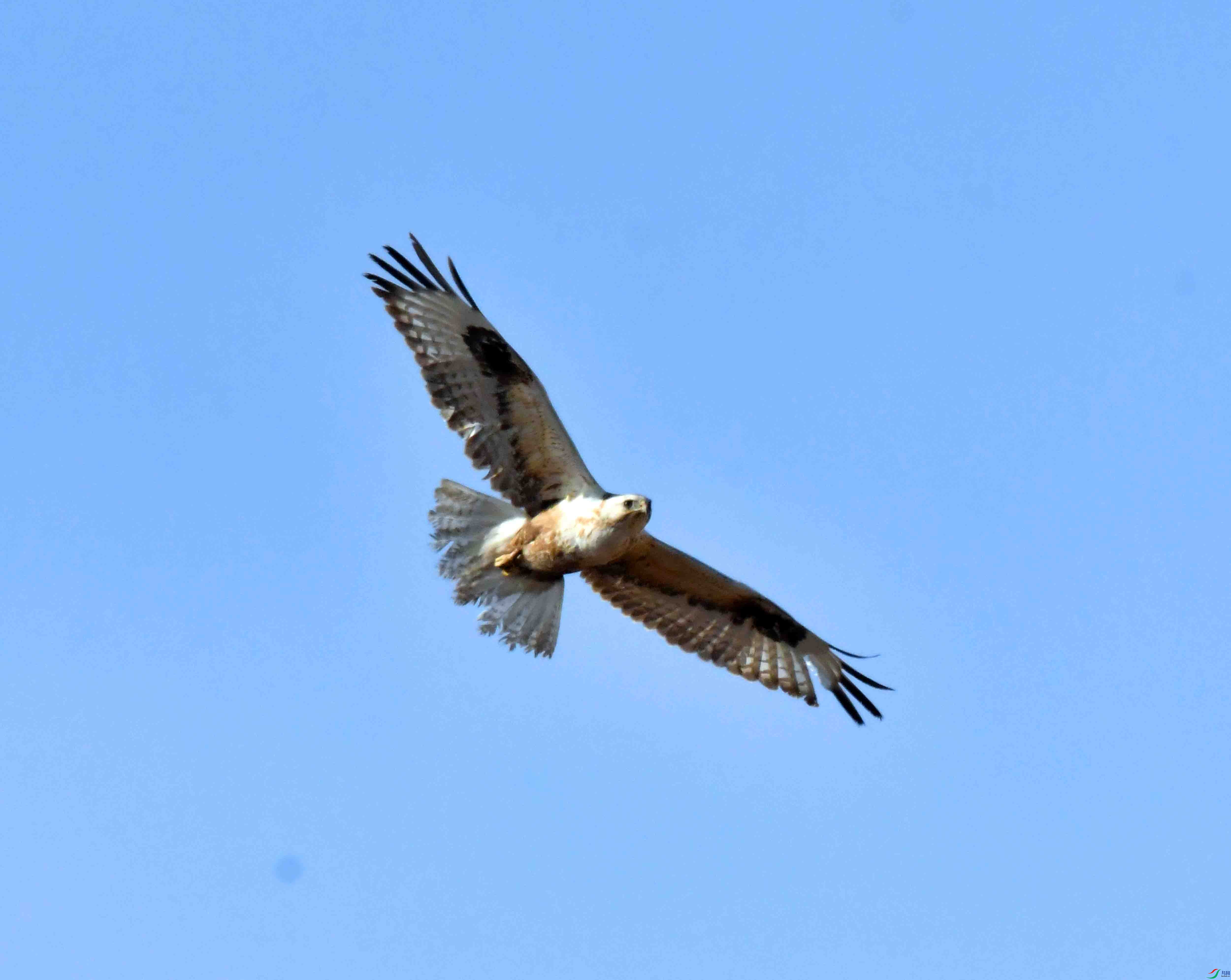 DSC_1799.JPG