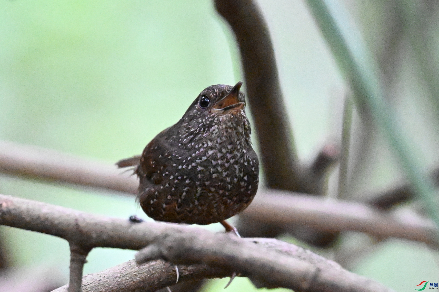 DSC_9339.JPG