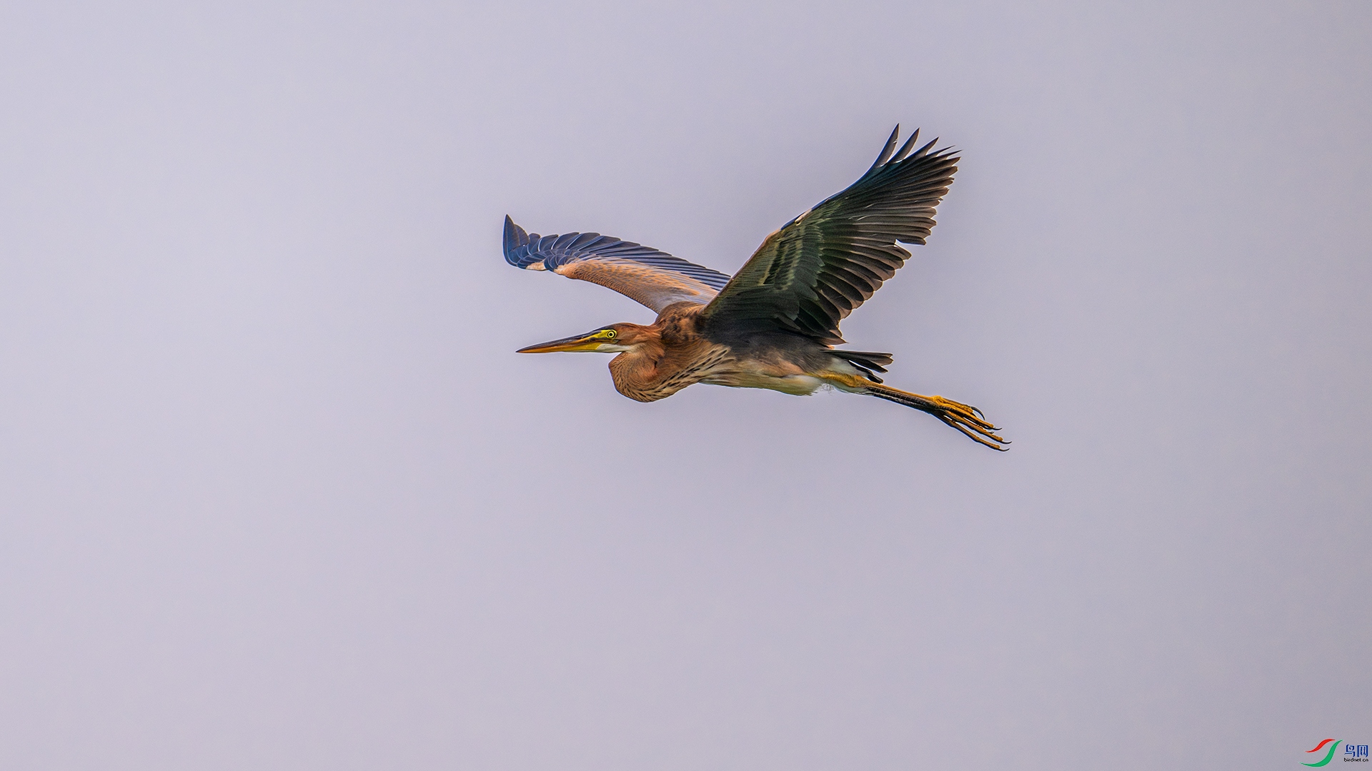 DSC_7885-����ǿ-NR.jpg