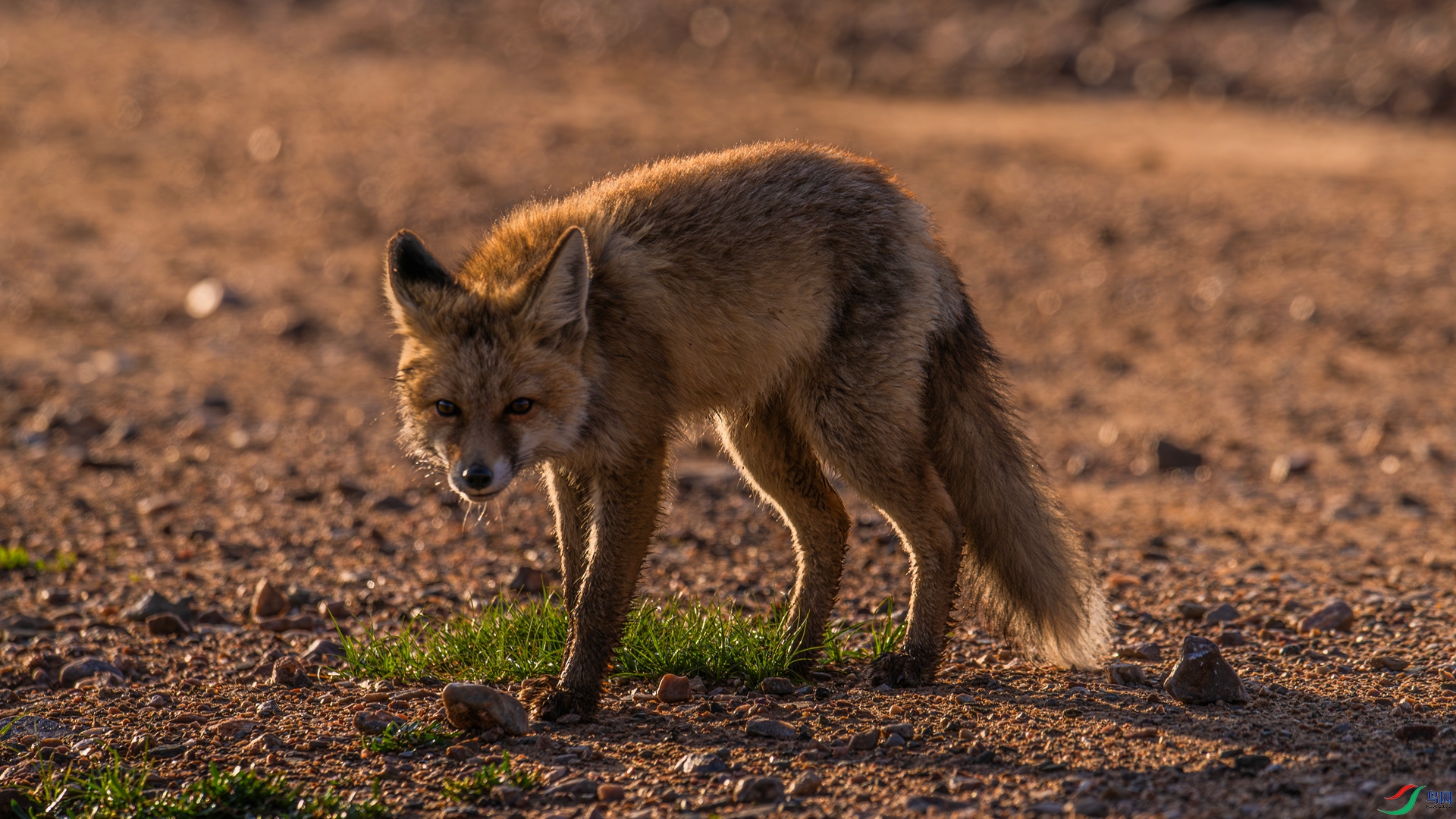 DSC_3415 ����_����.jpg