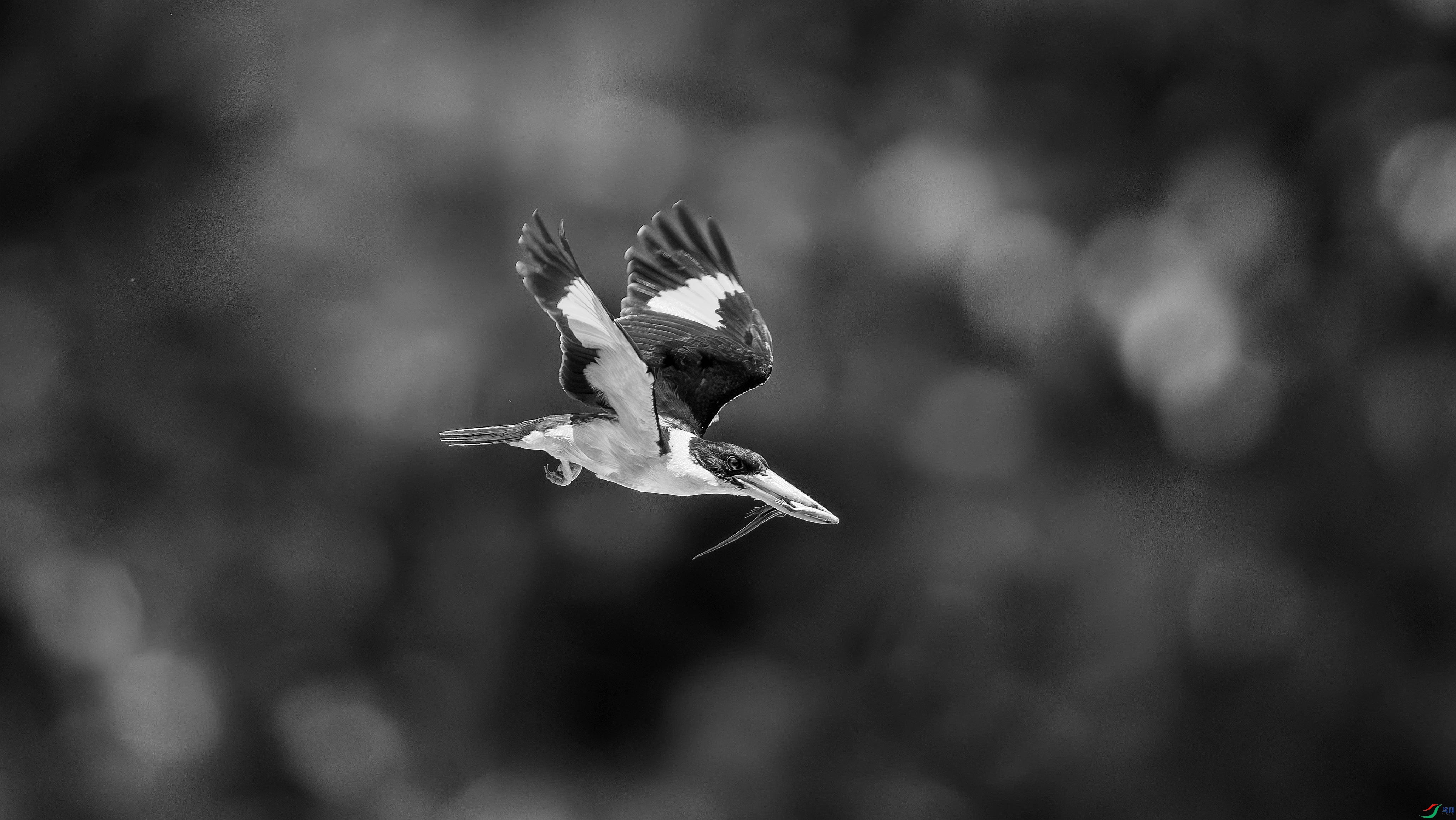 412A7460-����ǿ-����-1-3_����=00.jpg