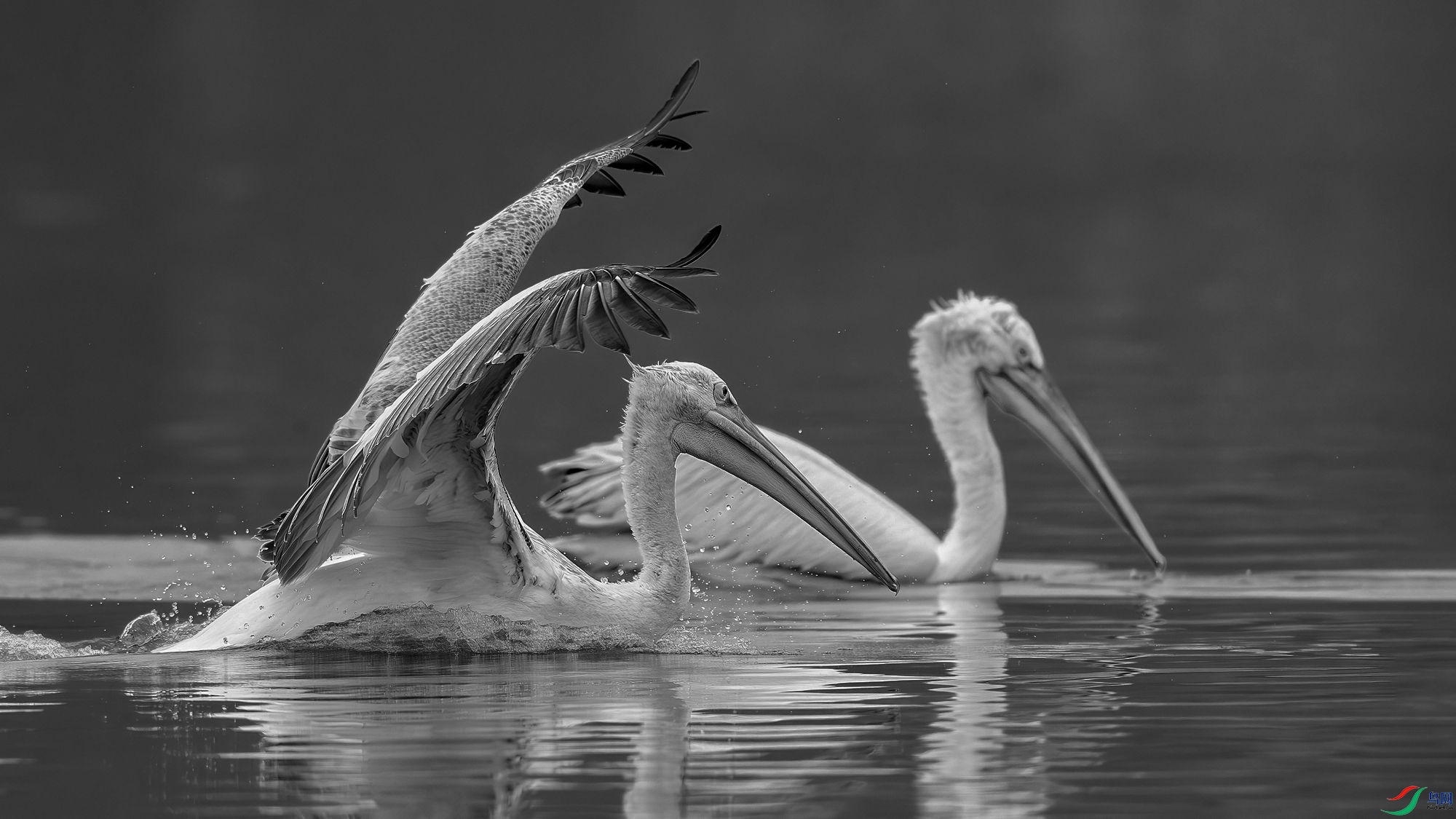 _MGL6617-1.jpg