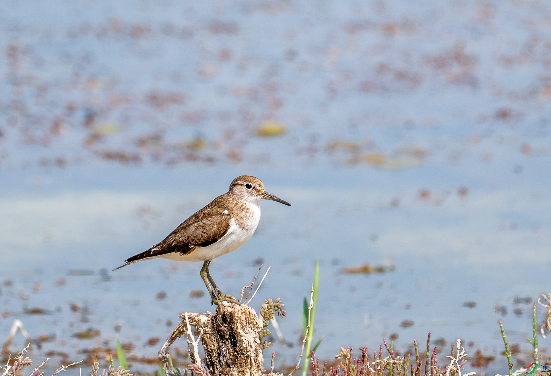 DSC_5728-1.jpg