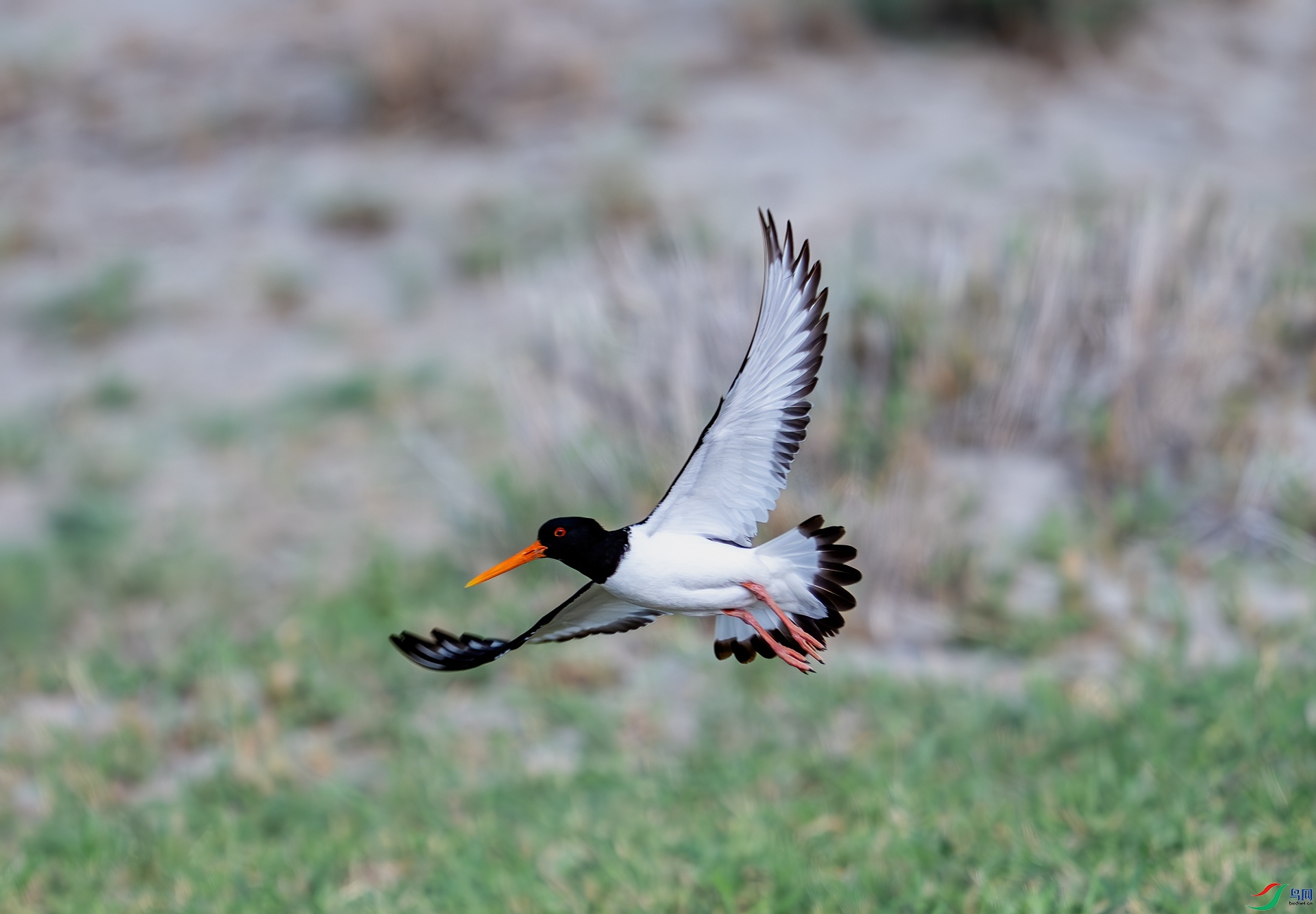 DSC_9017.jpg