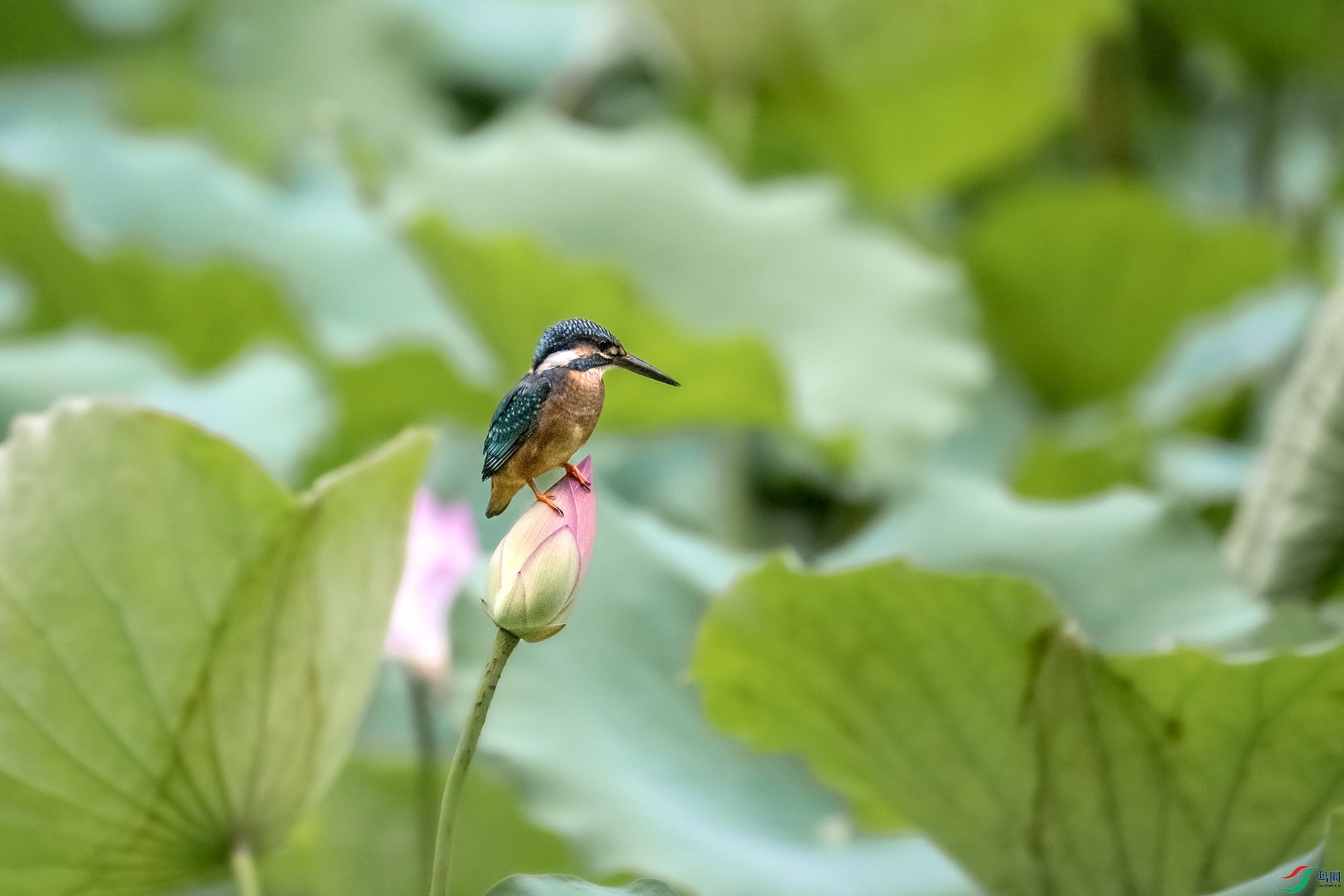 DSC_7755.jpg