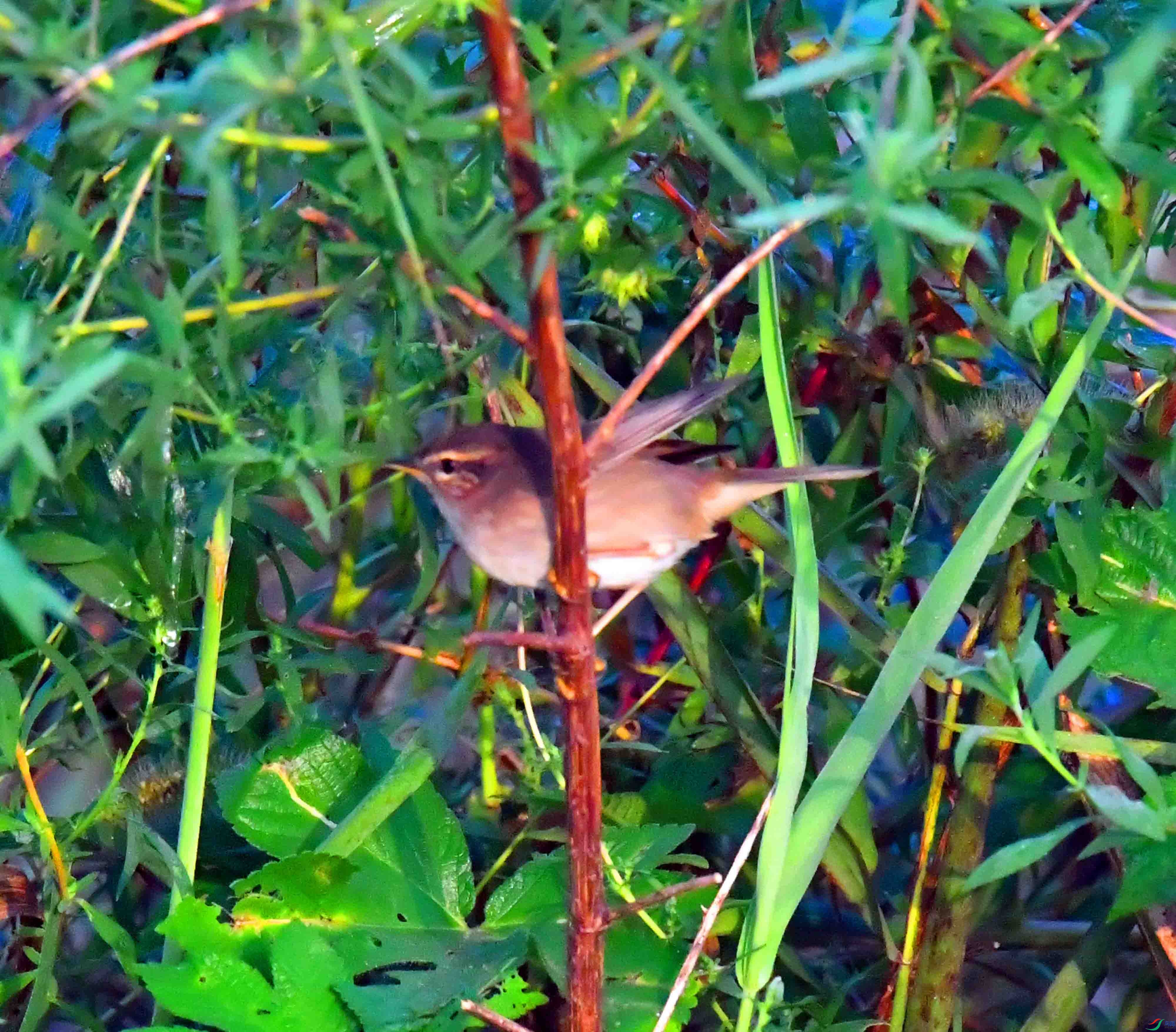DSC_0014.JPG