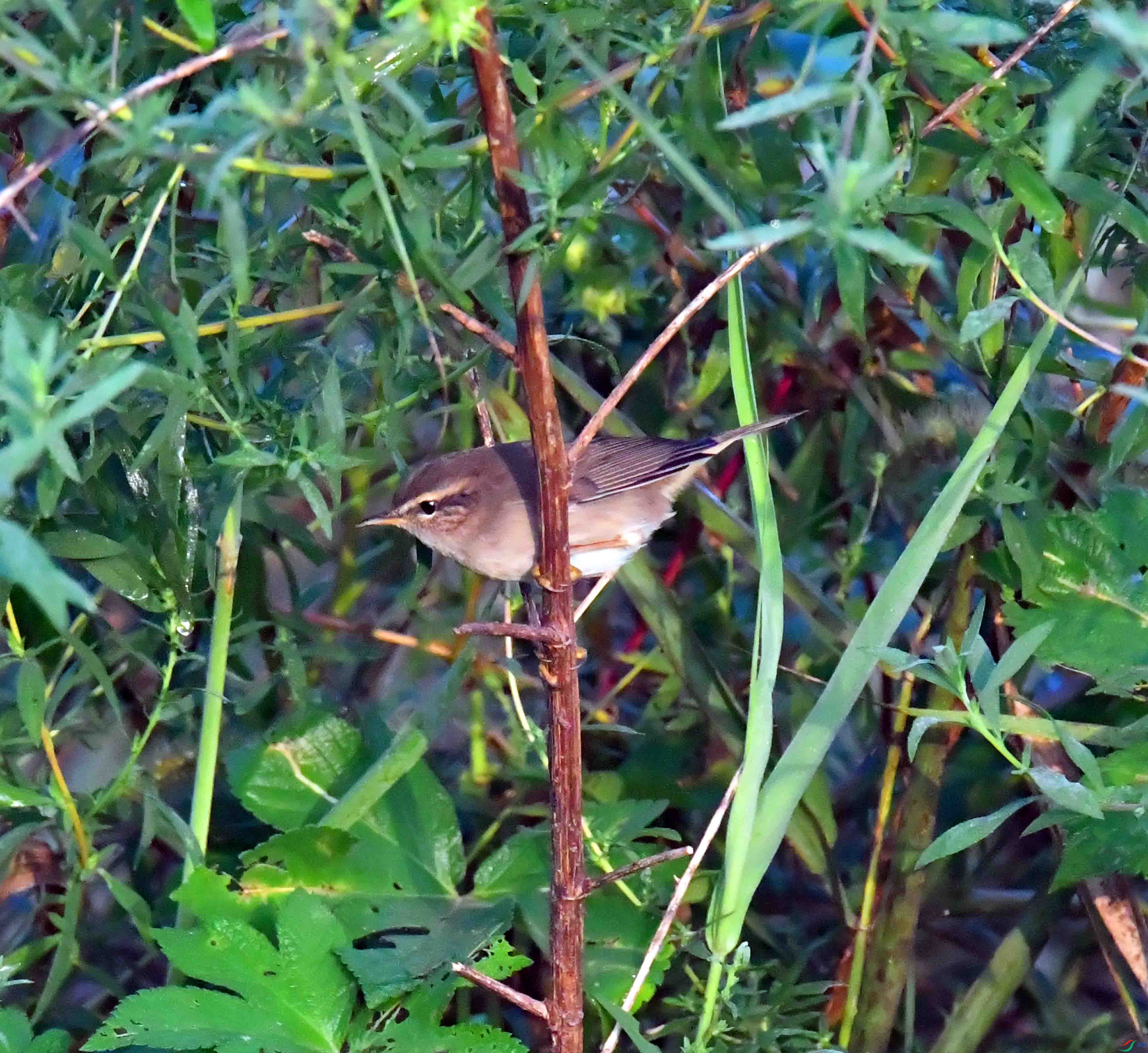 DSC_0012.JPG