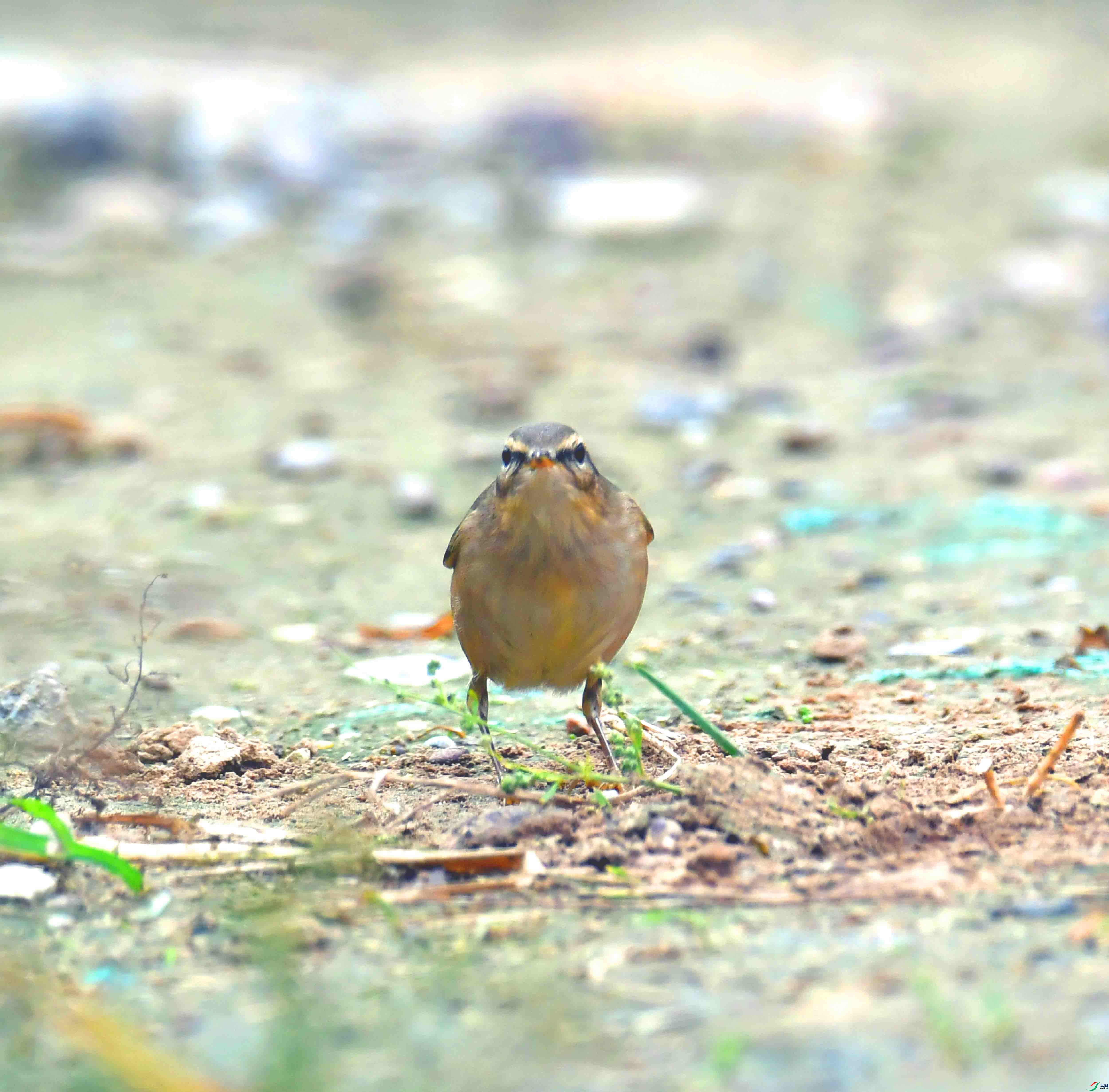 DSC_7172.JPG