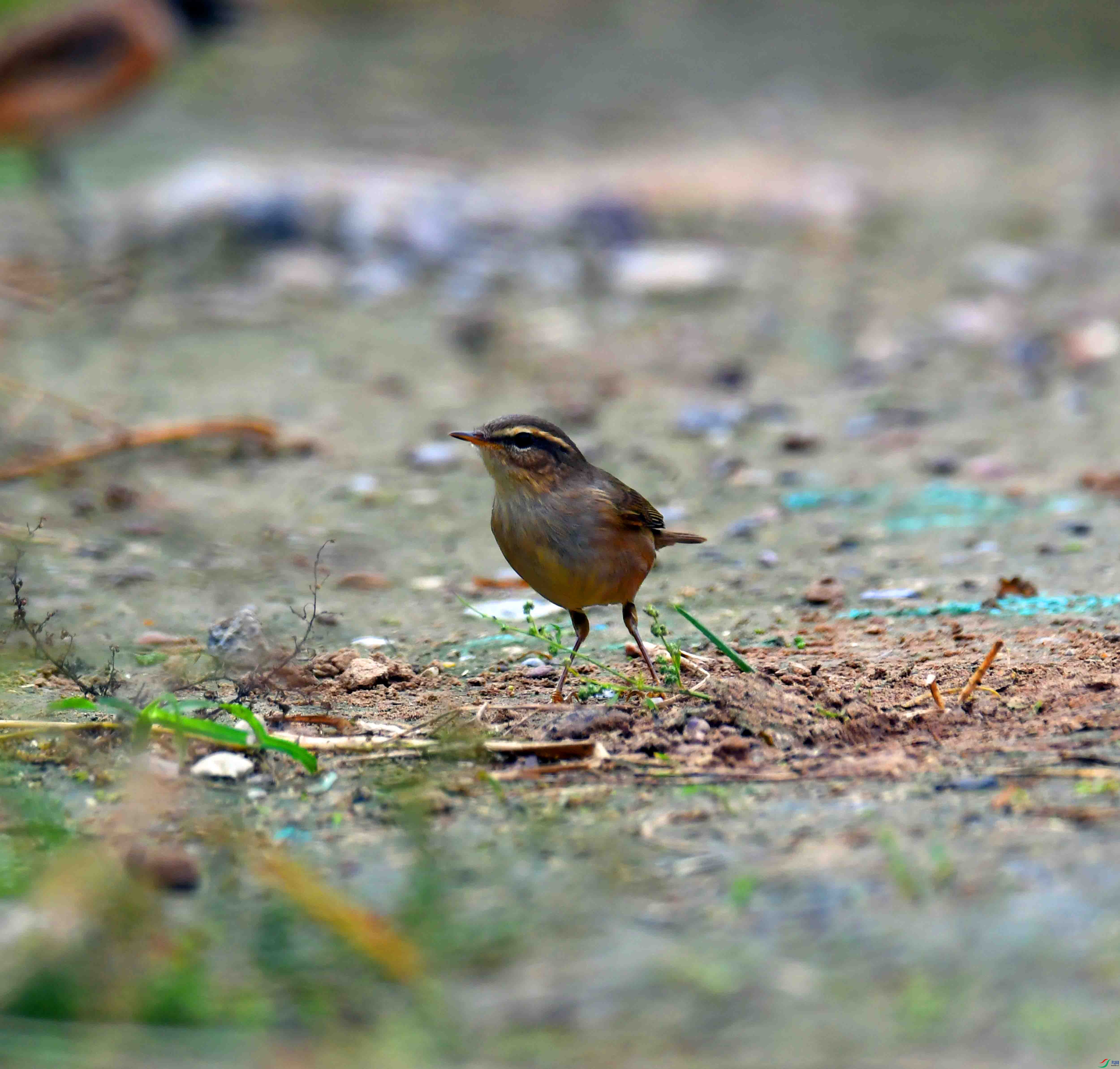 DSC_7175.JPG