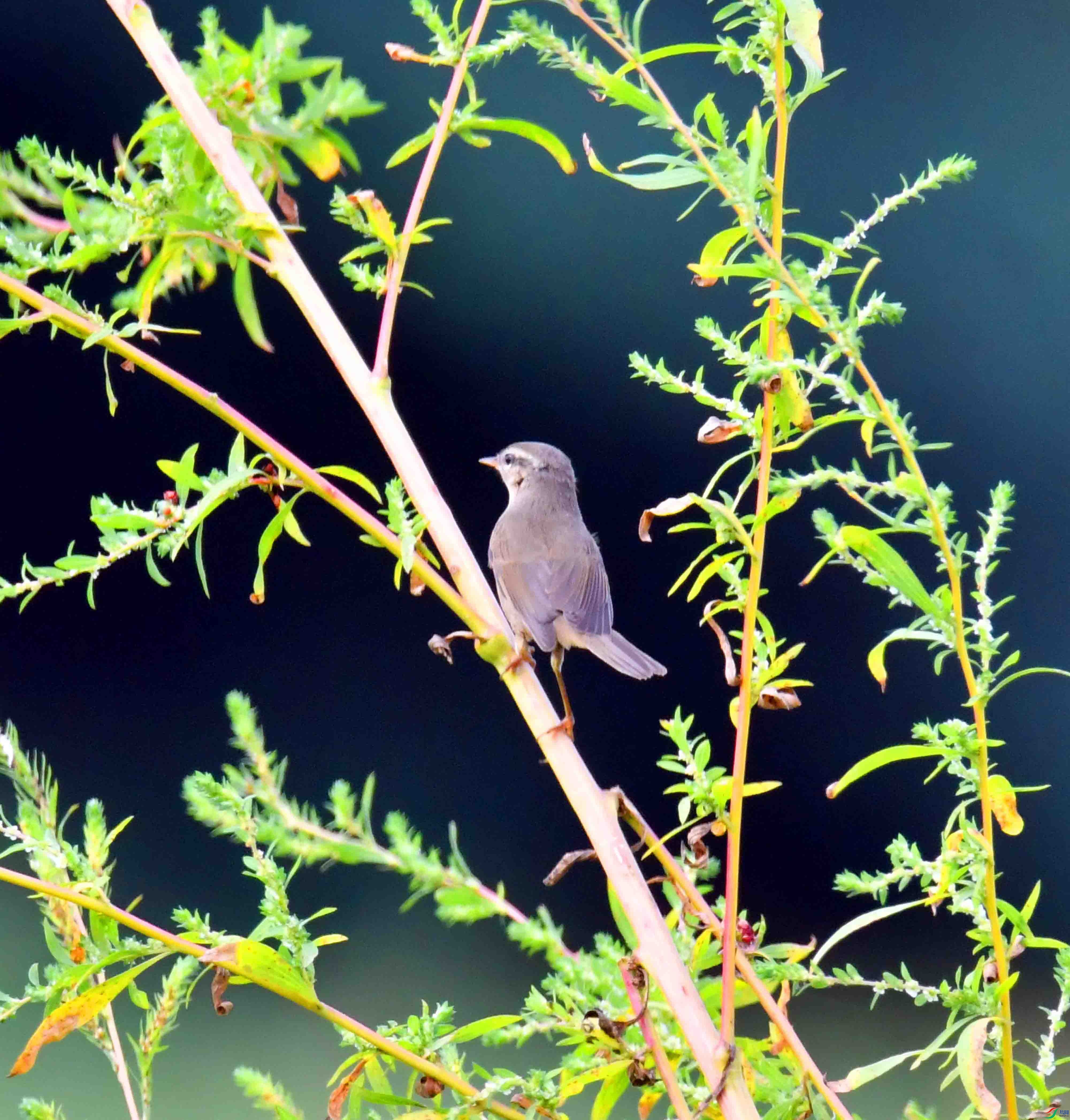 DSC_9405.JPG