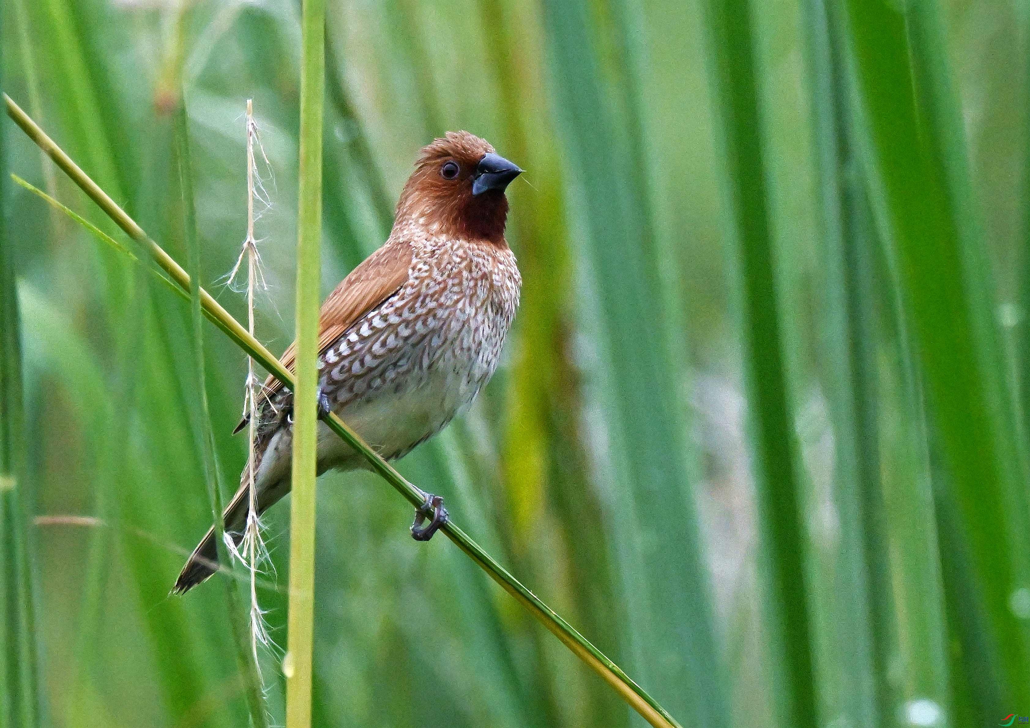 DSC_9801.JPG
