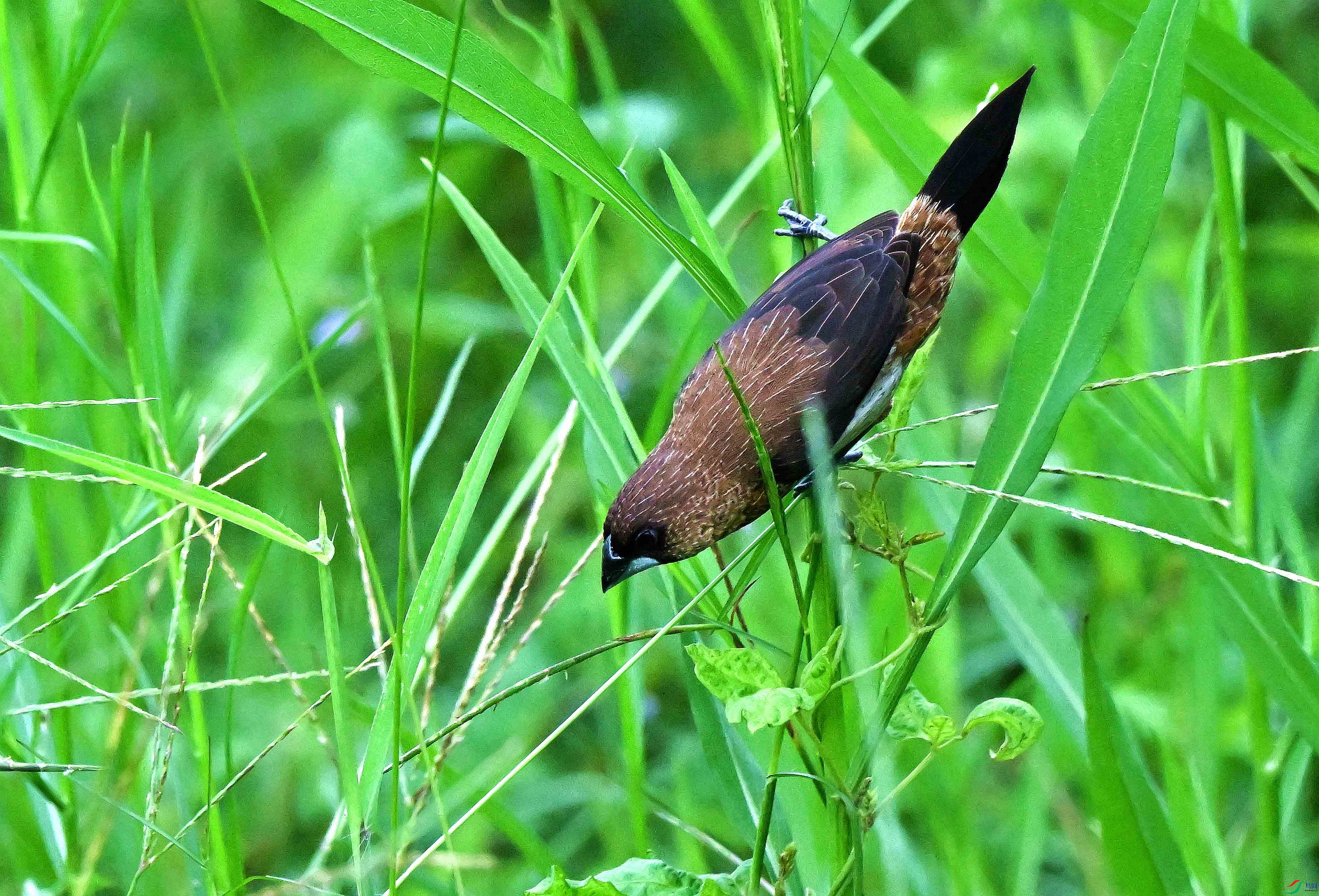 DSC_2104.JPG