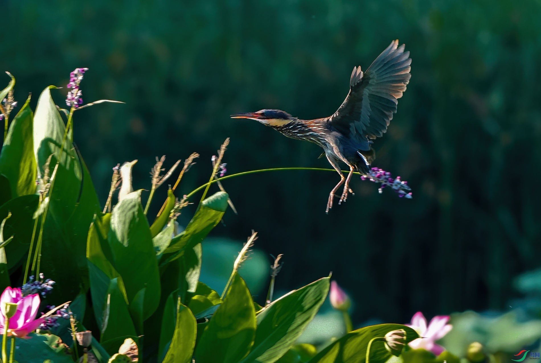 DSC07042a_����.jpg