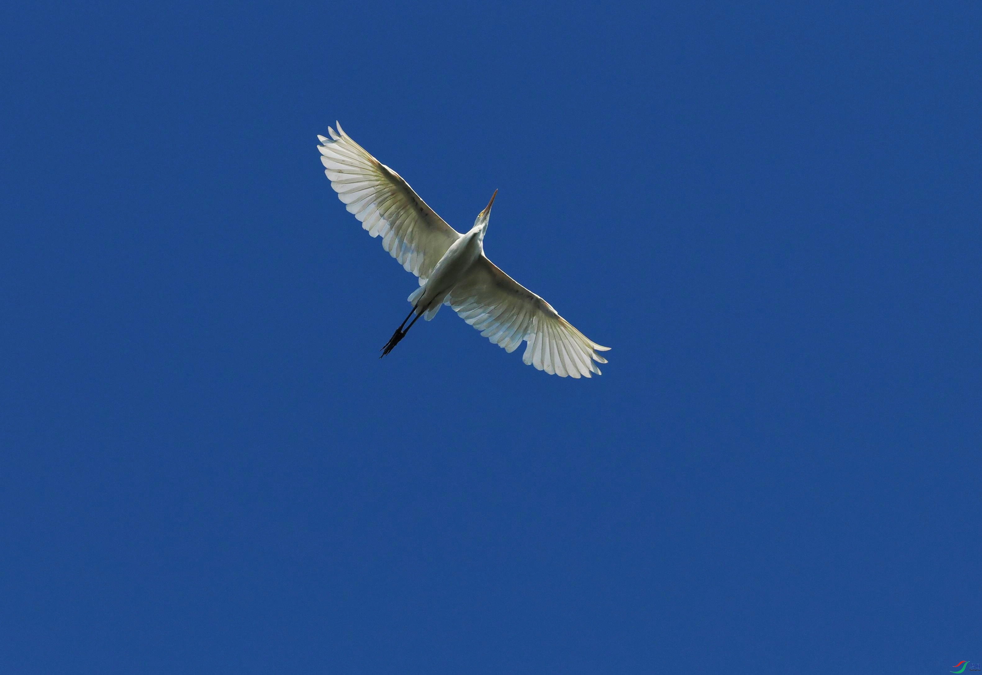 P6260376(1).jpg