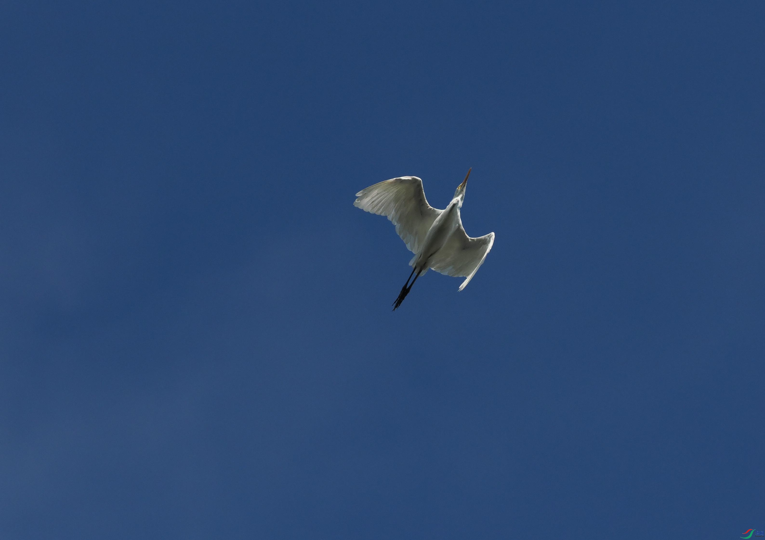 P6260374(1).jpg
