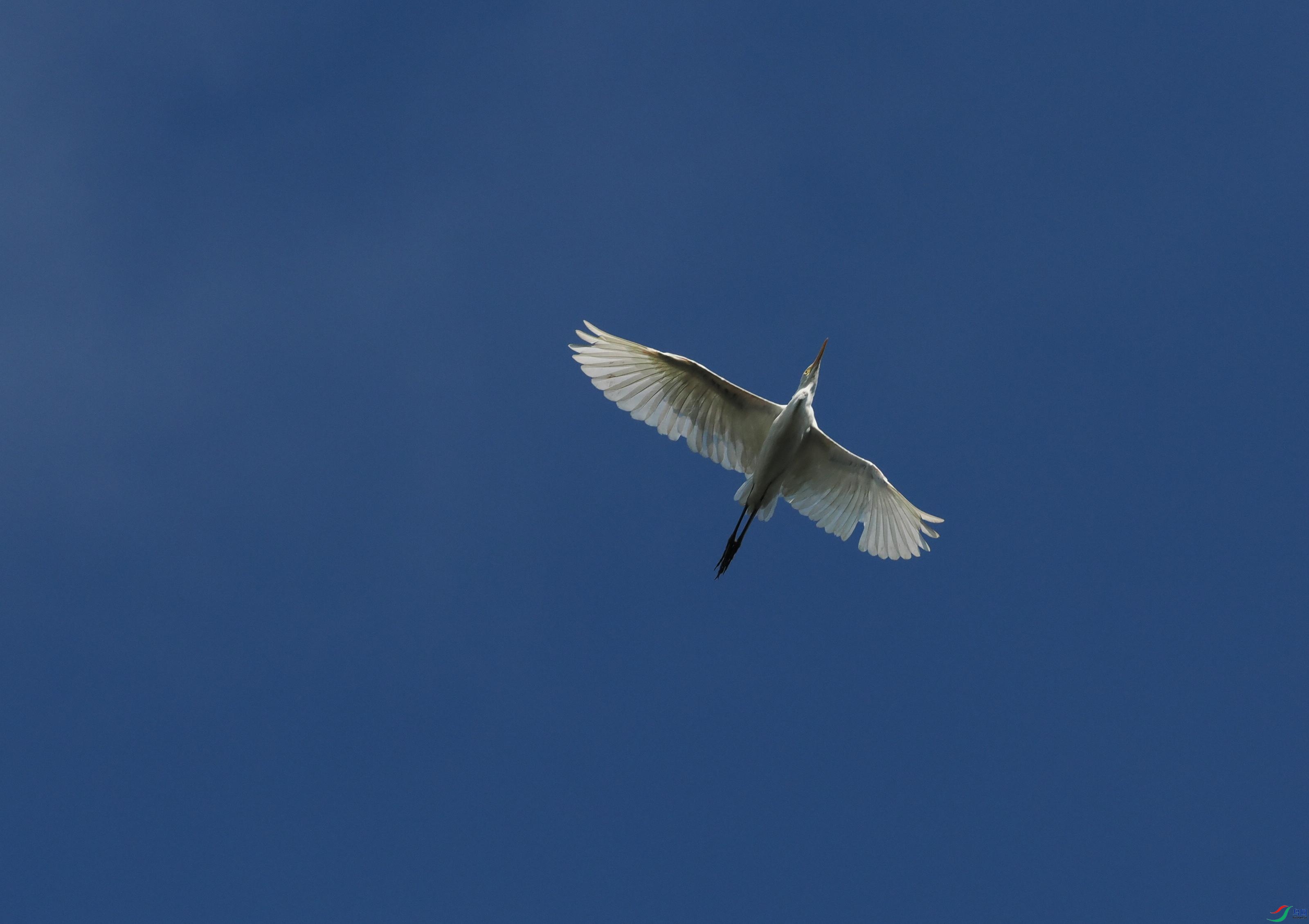 P6260373(1).jpg