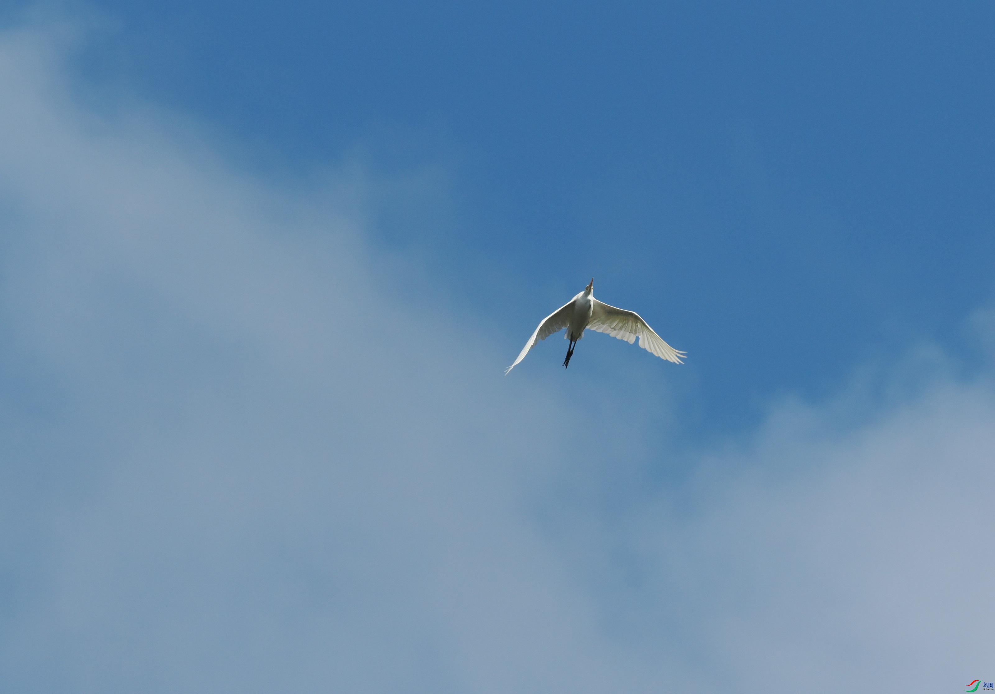 P6260361(1).jpg