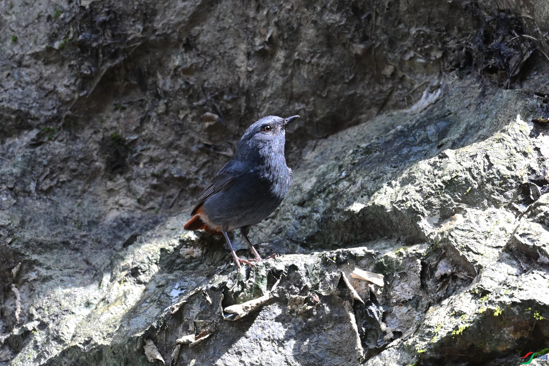 DSC_2237.JPG