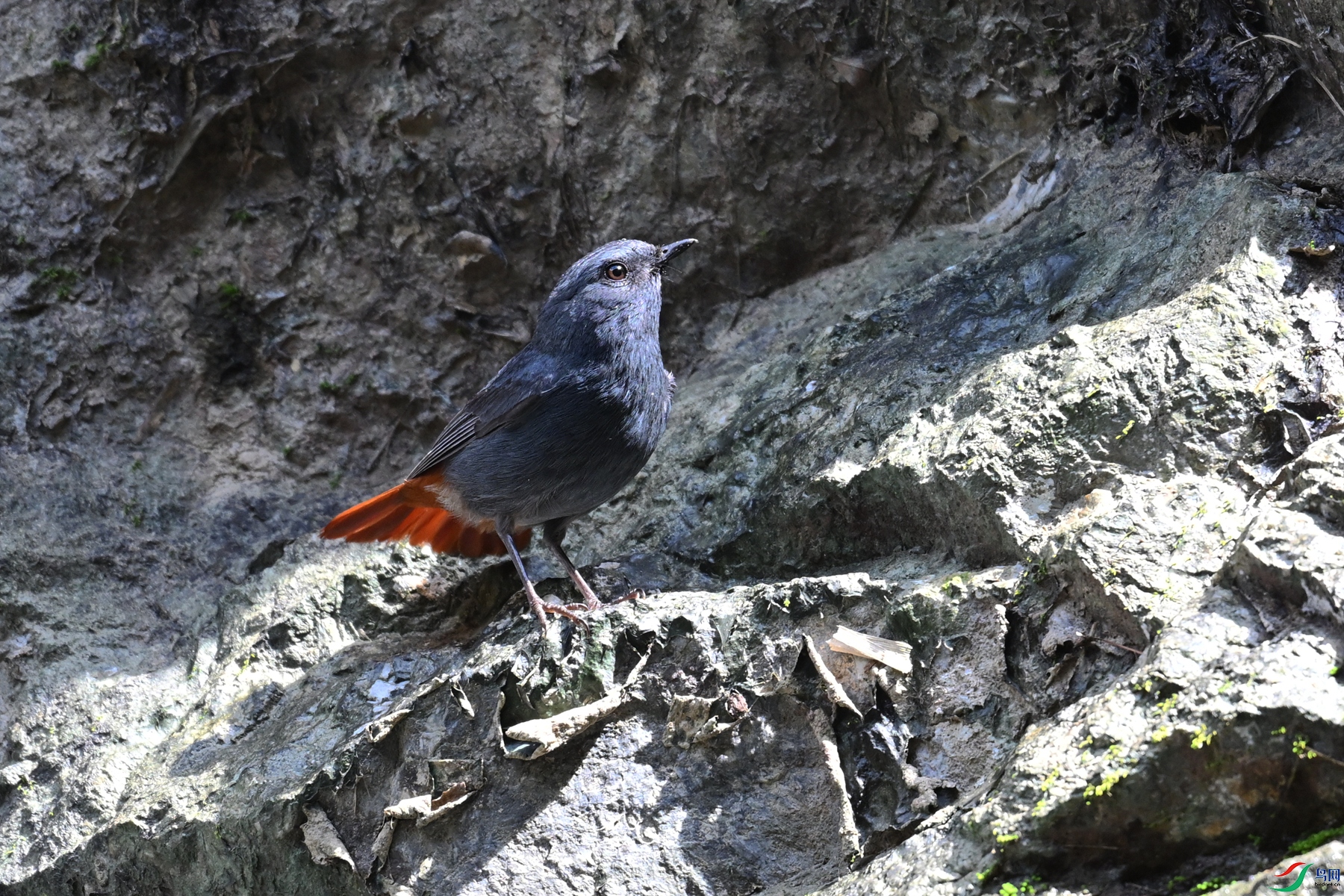DSC_2239.JPG