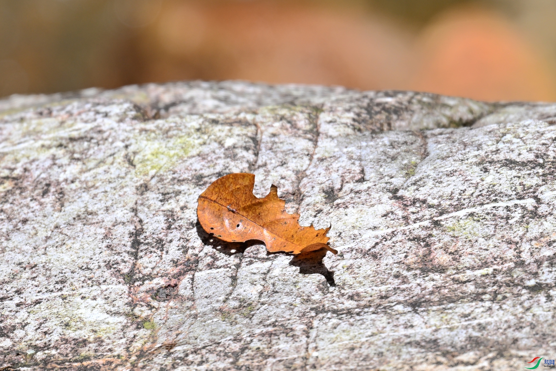 DSC_2320.JPG