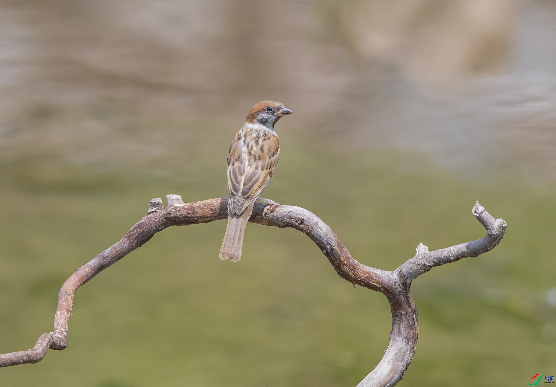 DSC_3774_��ͼ�� ����.jpg