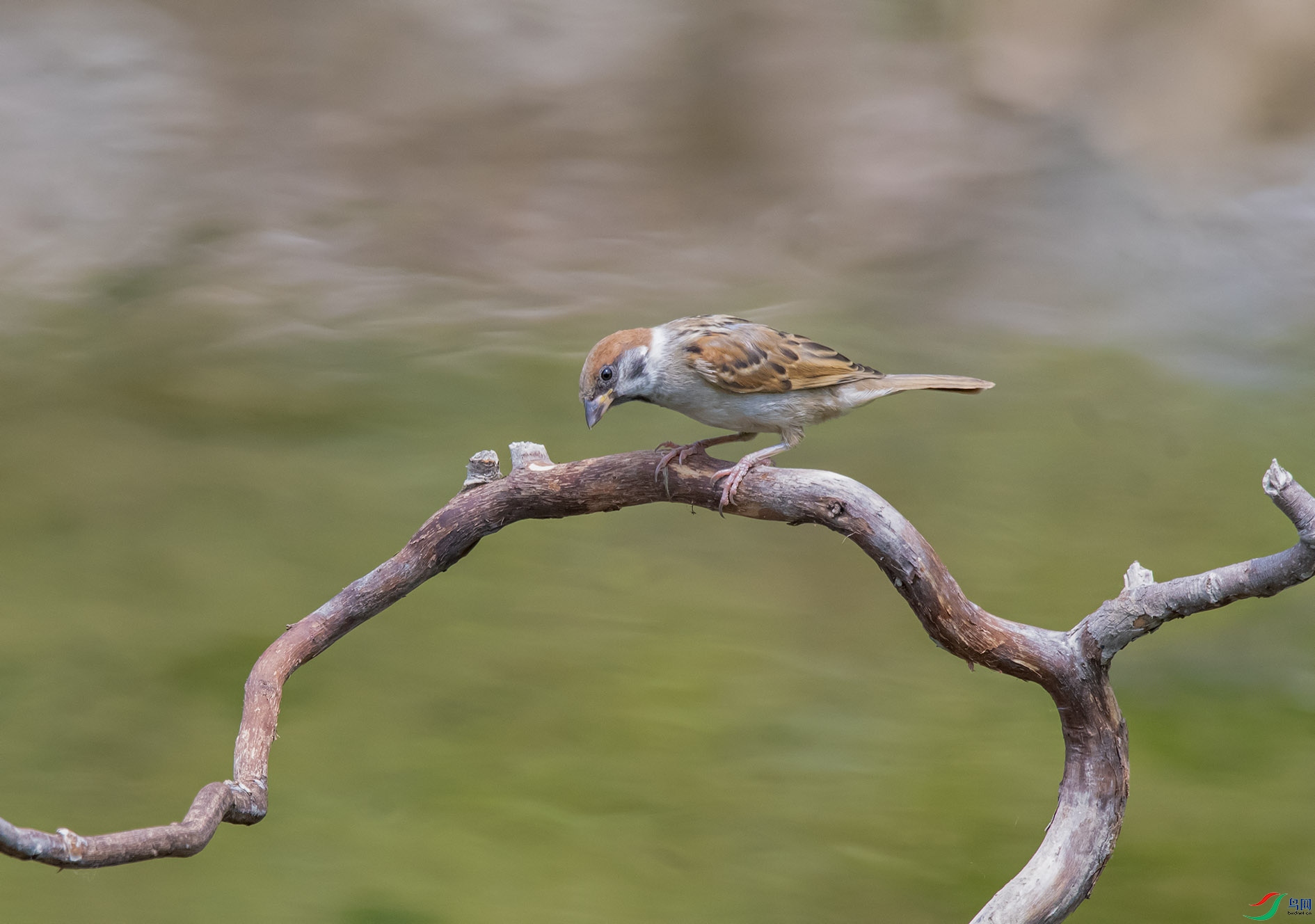 DSC_3795_��ͼ��(1) ����.jpg