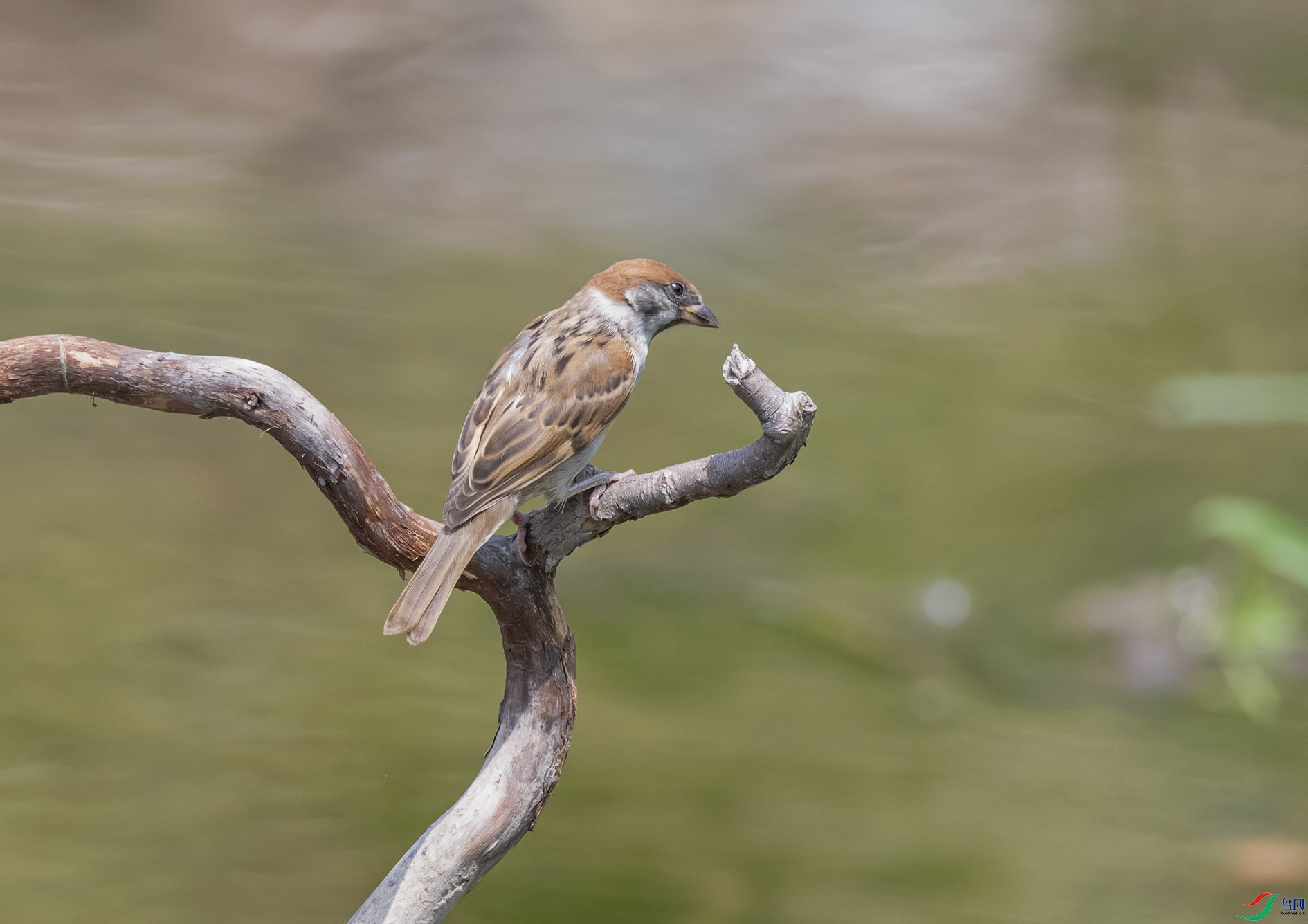 DSC_3785_��ͼ��(1) ����.jpg