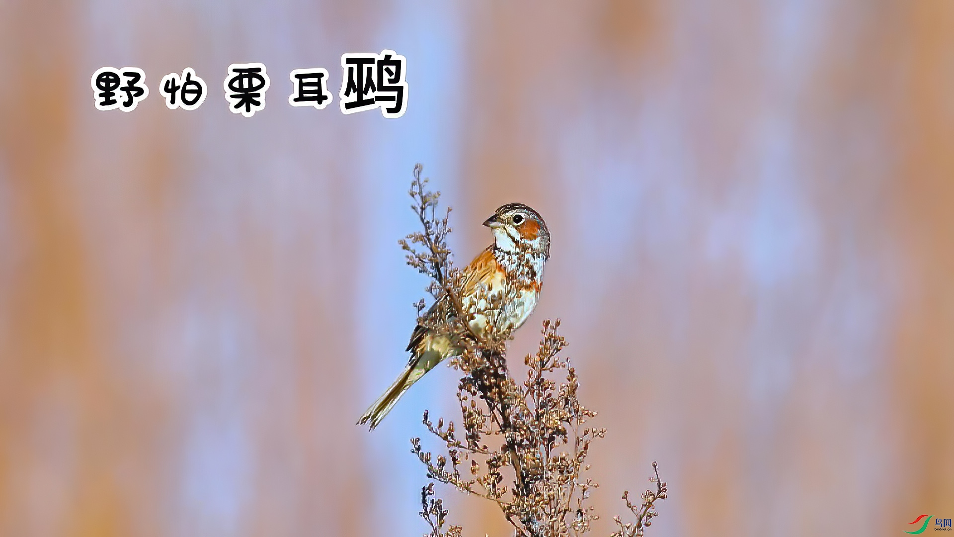 Ұ�������c-���� ��.jpg