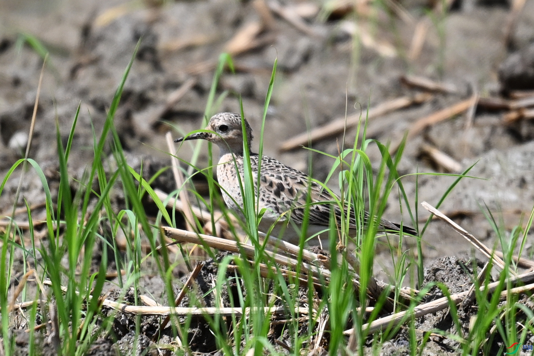 DSC_4778.JPG