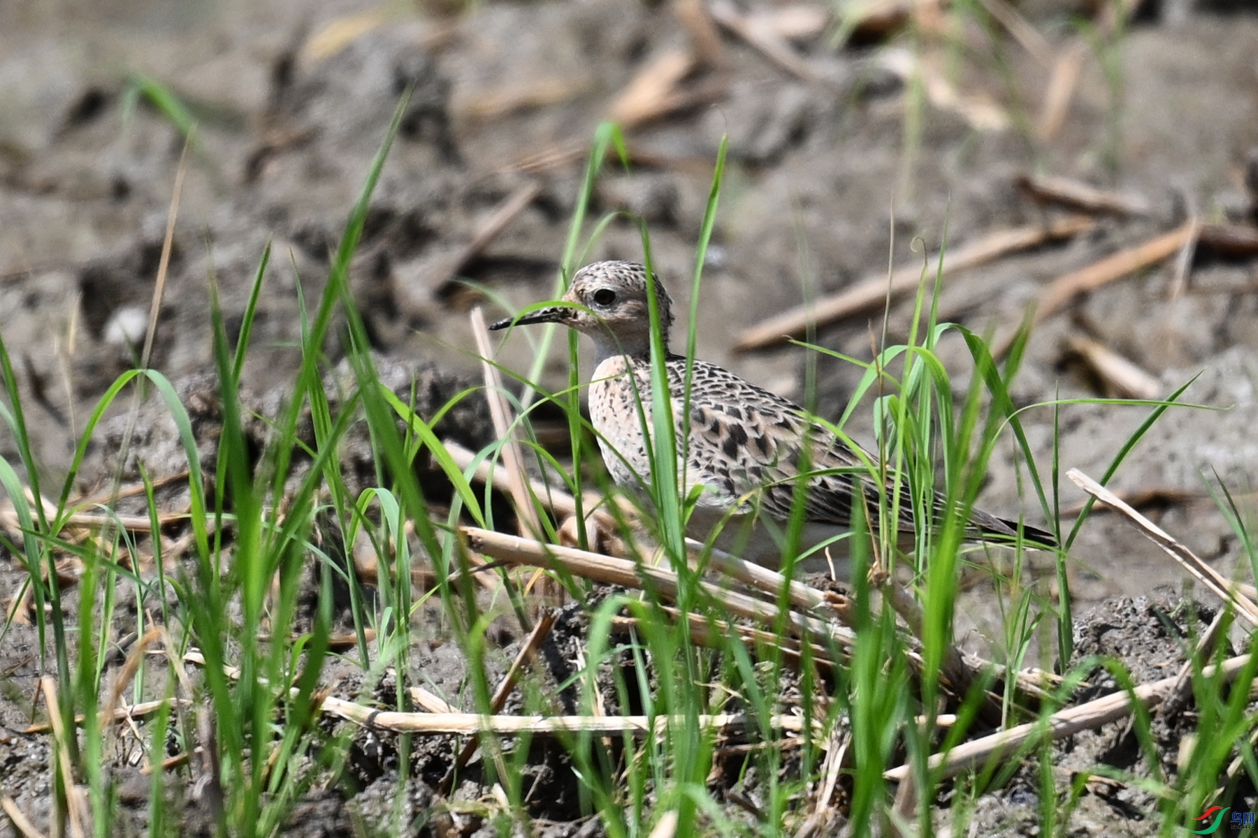 DSC_4780.JPG
