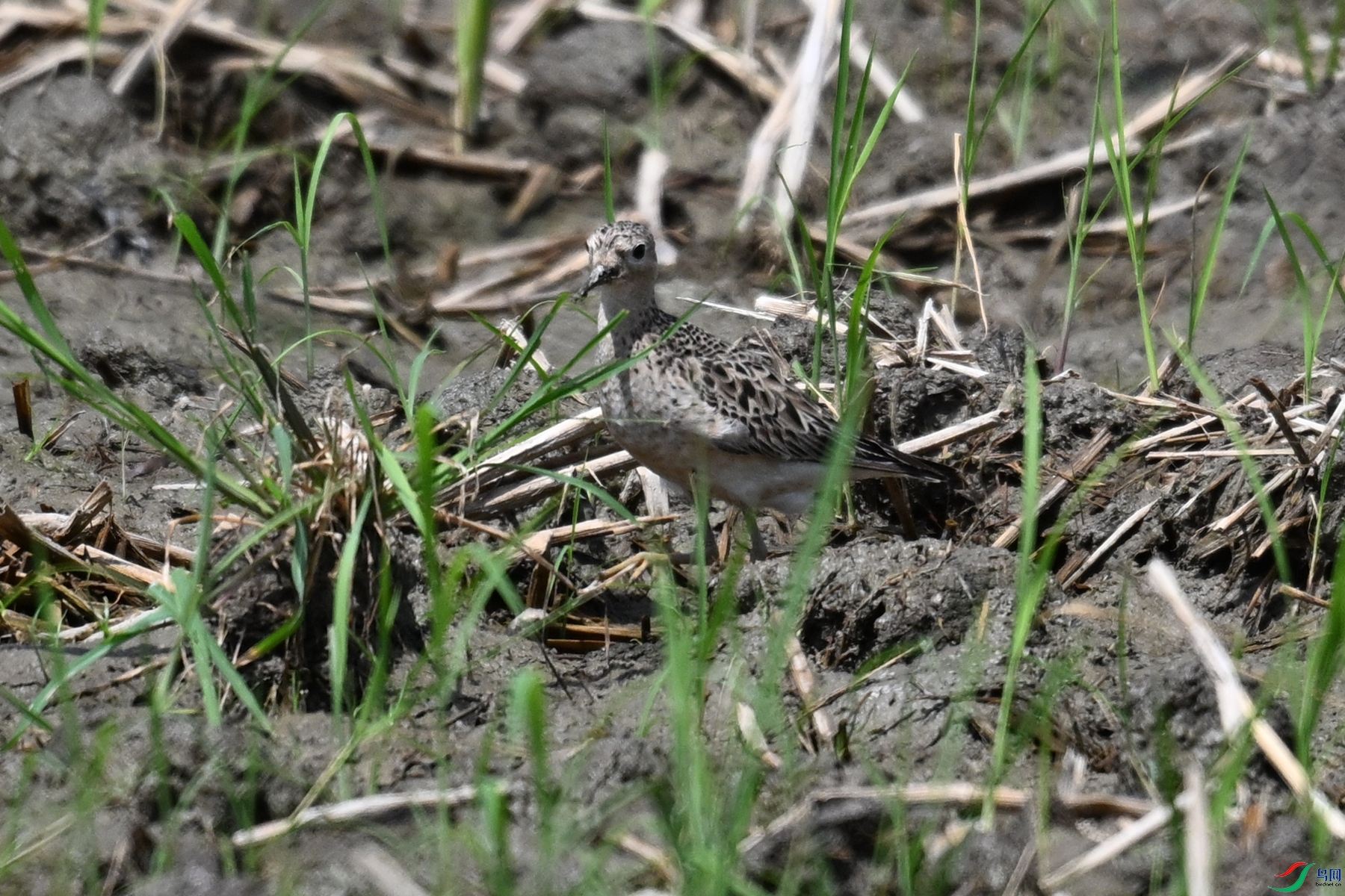 DSC_4829.JPG