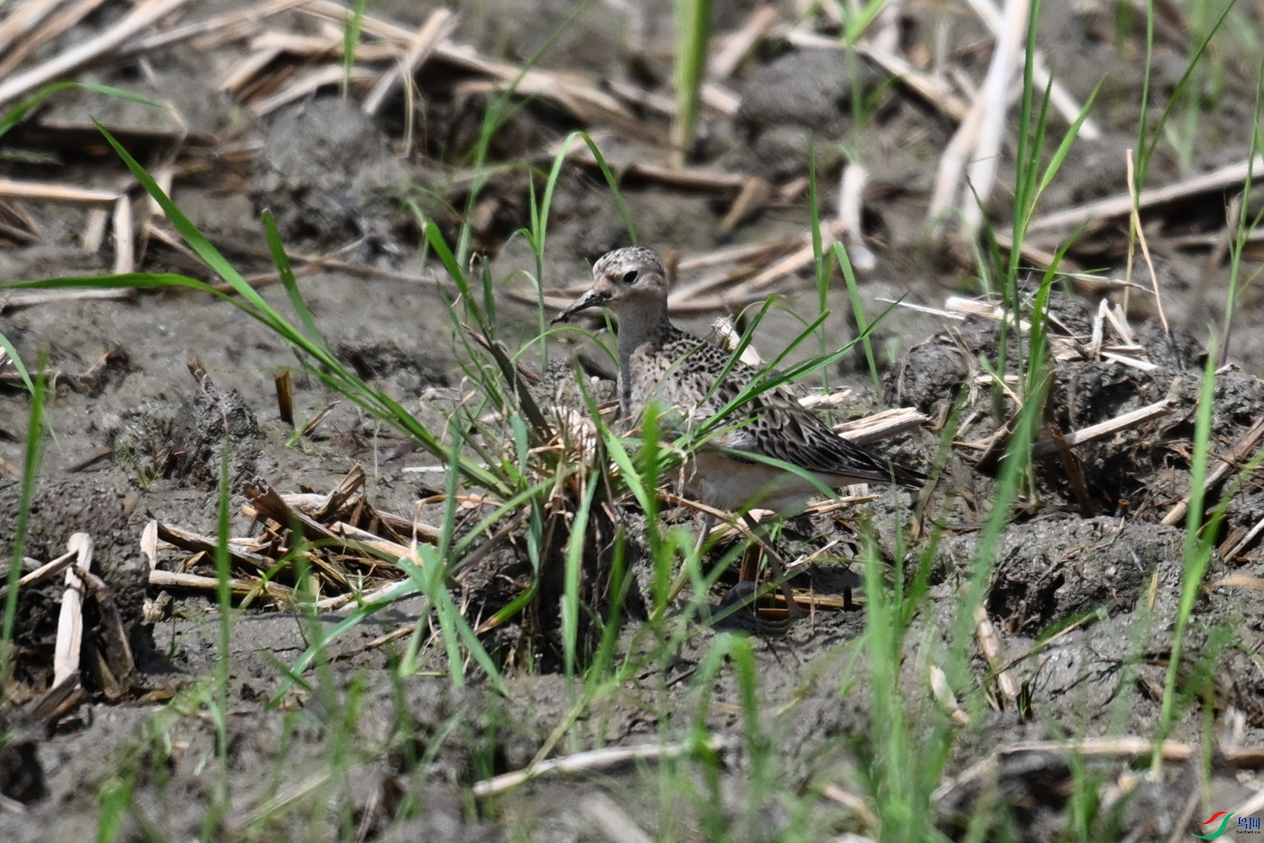 DSC_4833.JPG