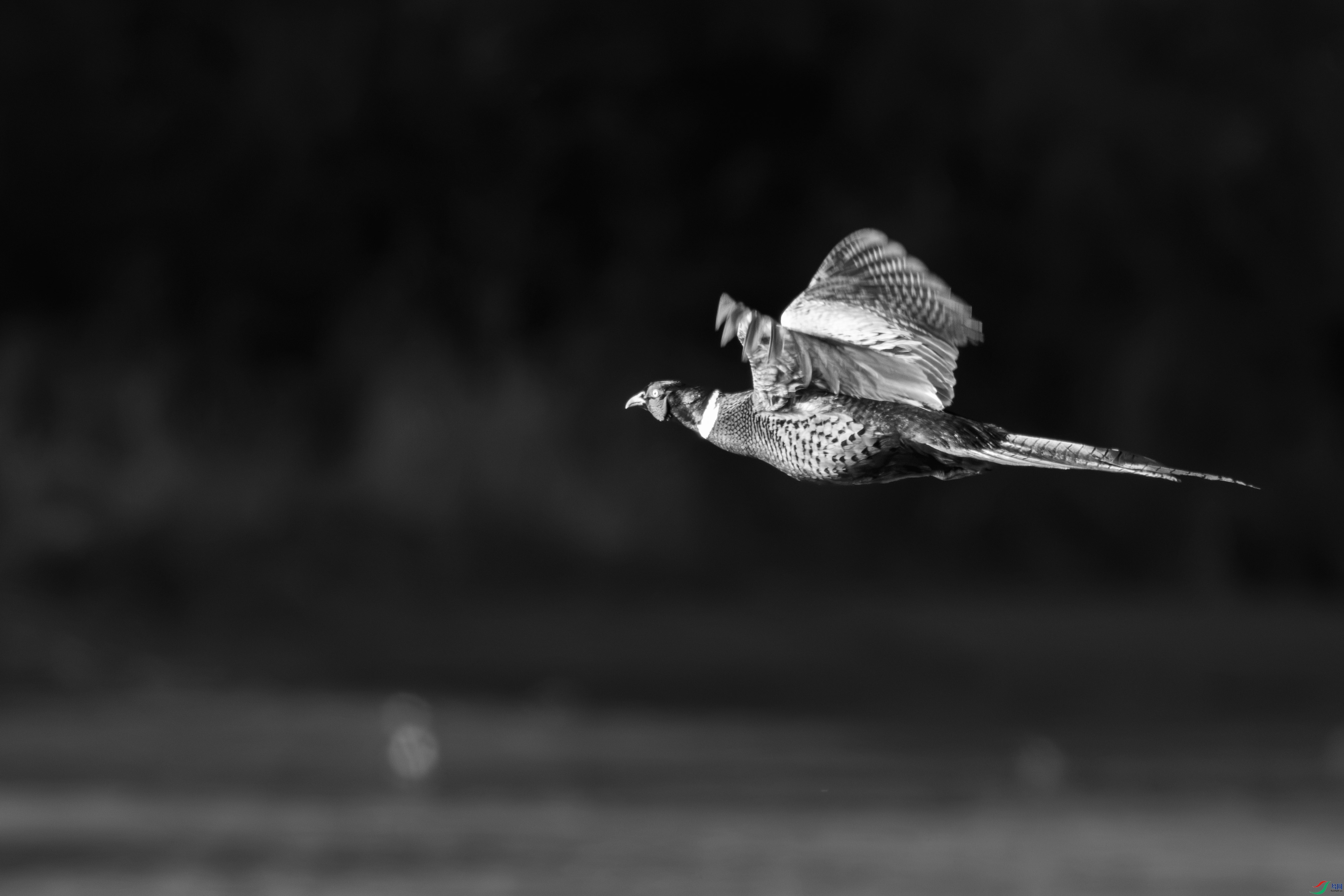_PQG5247_1.JPG