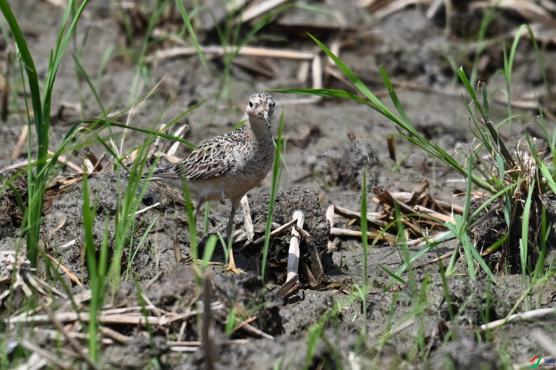 DSC_4837.JPG