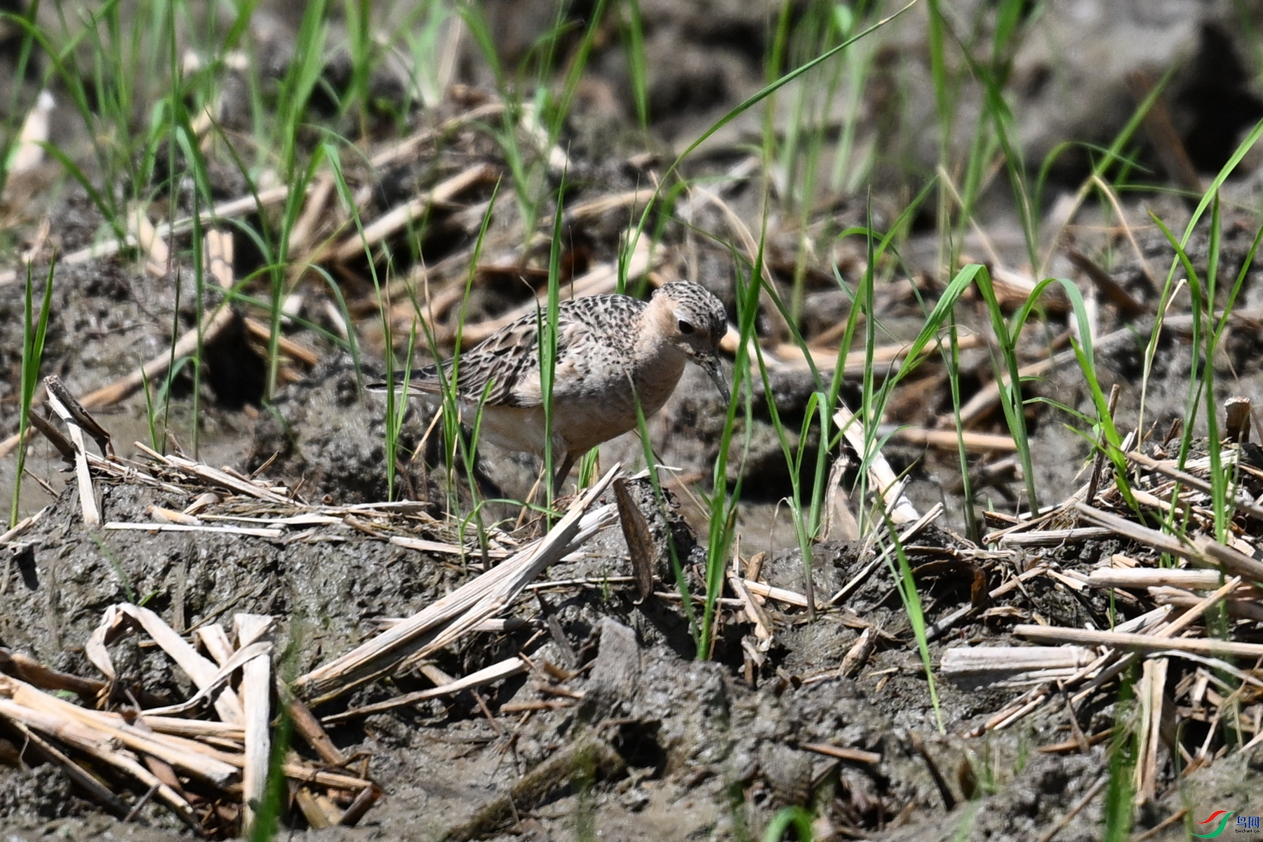 DSC_4802.JPG