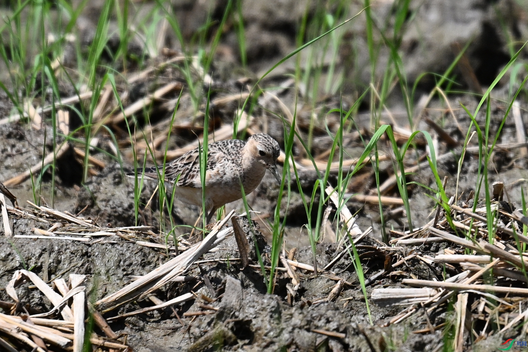 DSC_4803.JPG