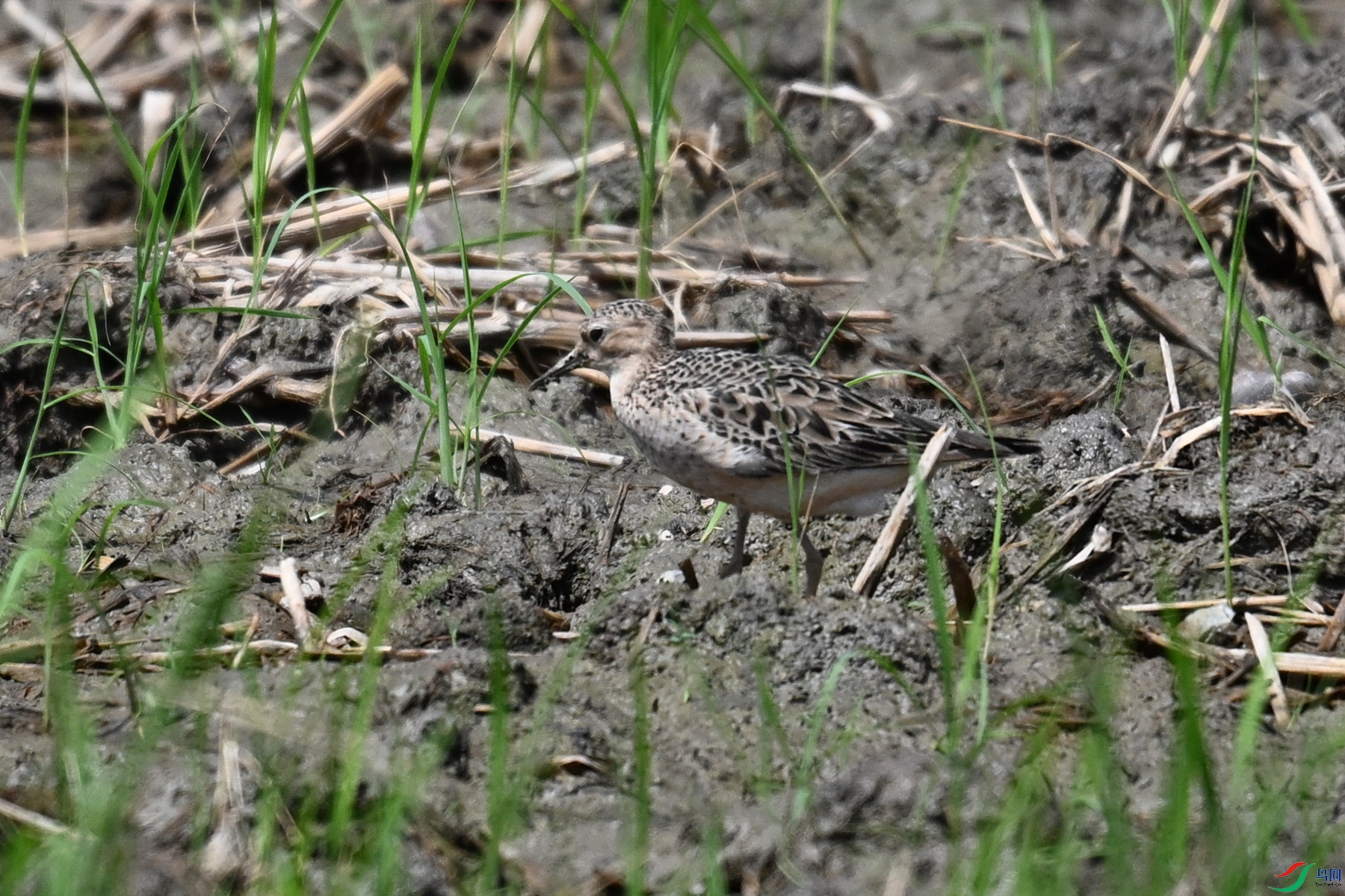 DSC_4845.JPG